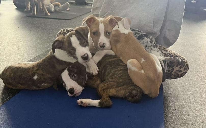 Enlarge Zahra, a Adoptable mixed breed in Cheektowaga, NY image 3/6