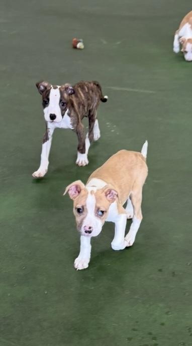 Enlarge Zahra, a Adoptable mixed breed in Cheektowaga, NY image 3/6