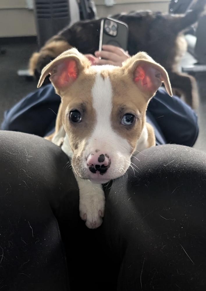 Enlarge Zahra, a Adoptable mixed breed in Cheektowaga, NY image 4/6