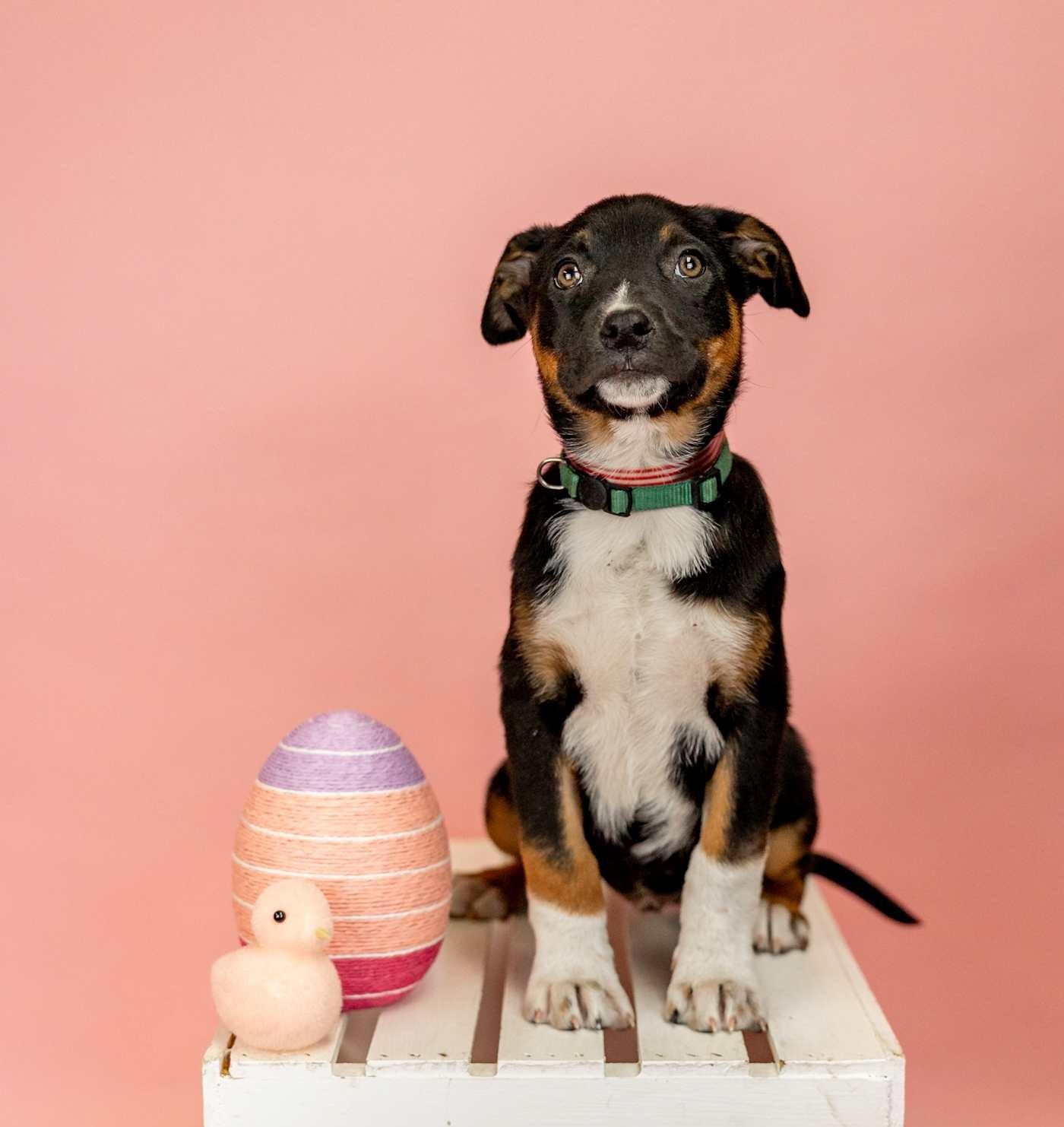 223-26, ADOPTABLE, Young Female Shepherd.