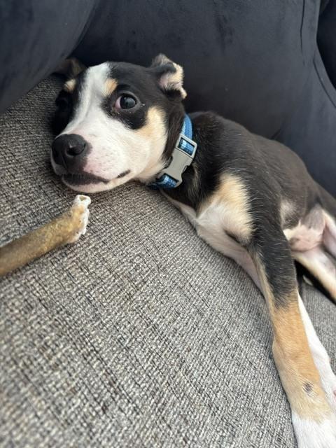 Enlarge Susan, a Adoptable mixed breed in Manhattan, NY image 1/1