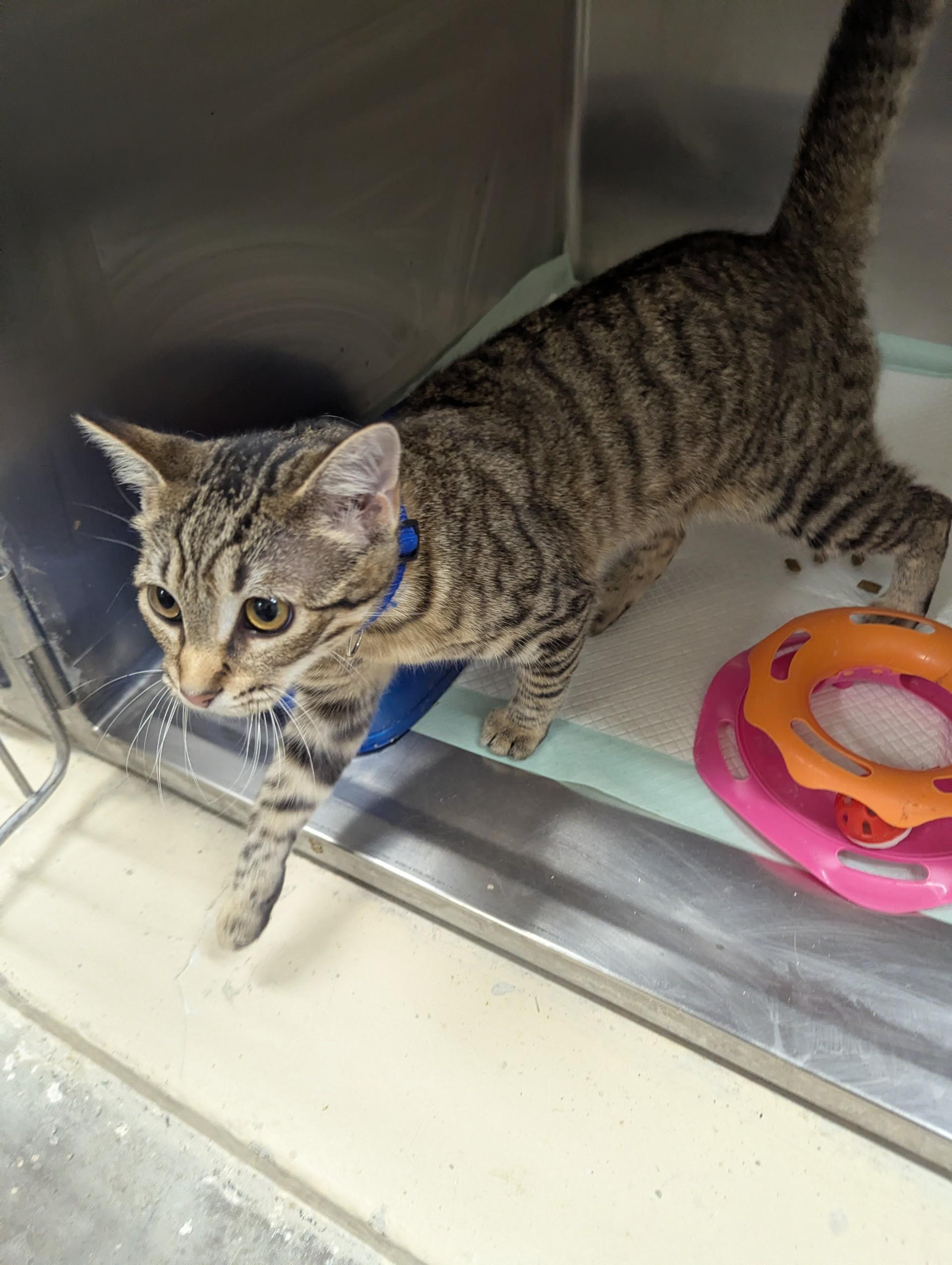 Enlarge Bridget29881, a ADOPTABLE mixed breed in Rocky Mount, NC image 2/4