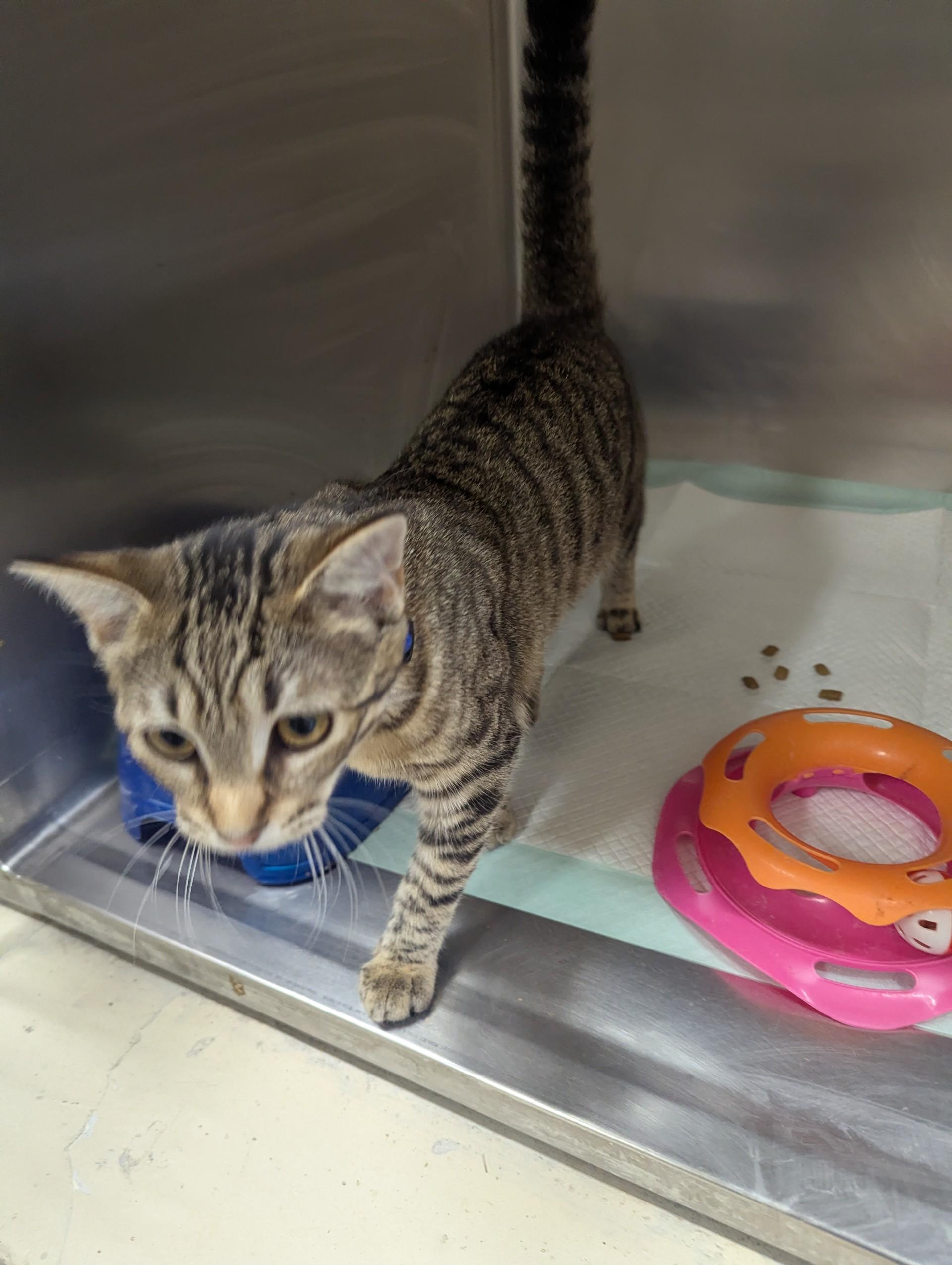 Enlarge Bridget29881, a ADOPTABLE mixed breed in Rocky Mount, NC image 3/4