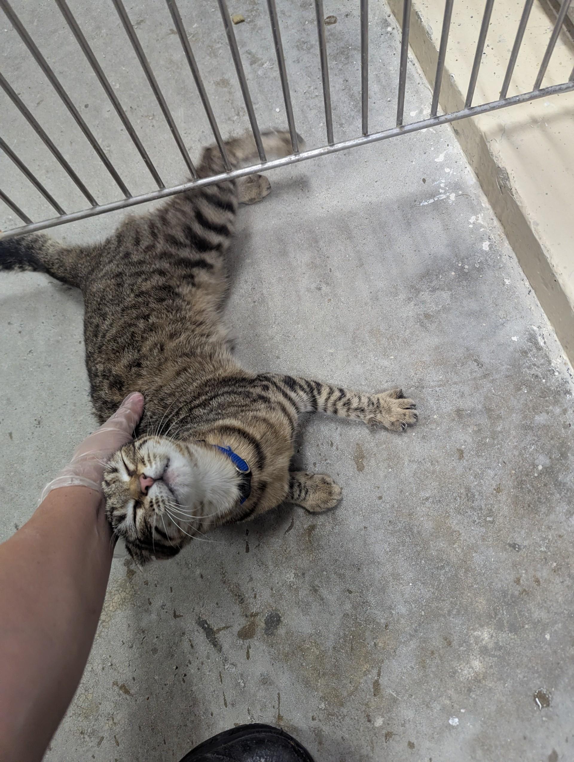 Enlarge Bridget29881, a ADOPTABLE mixed breed in Rocky Mount, NC image 4/4