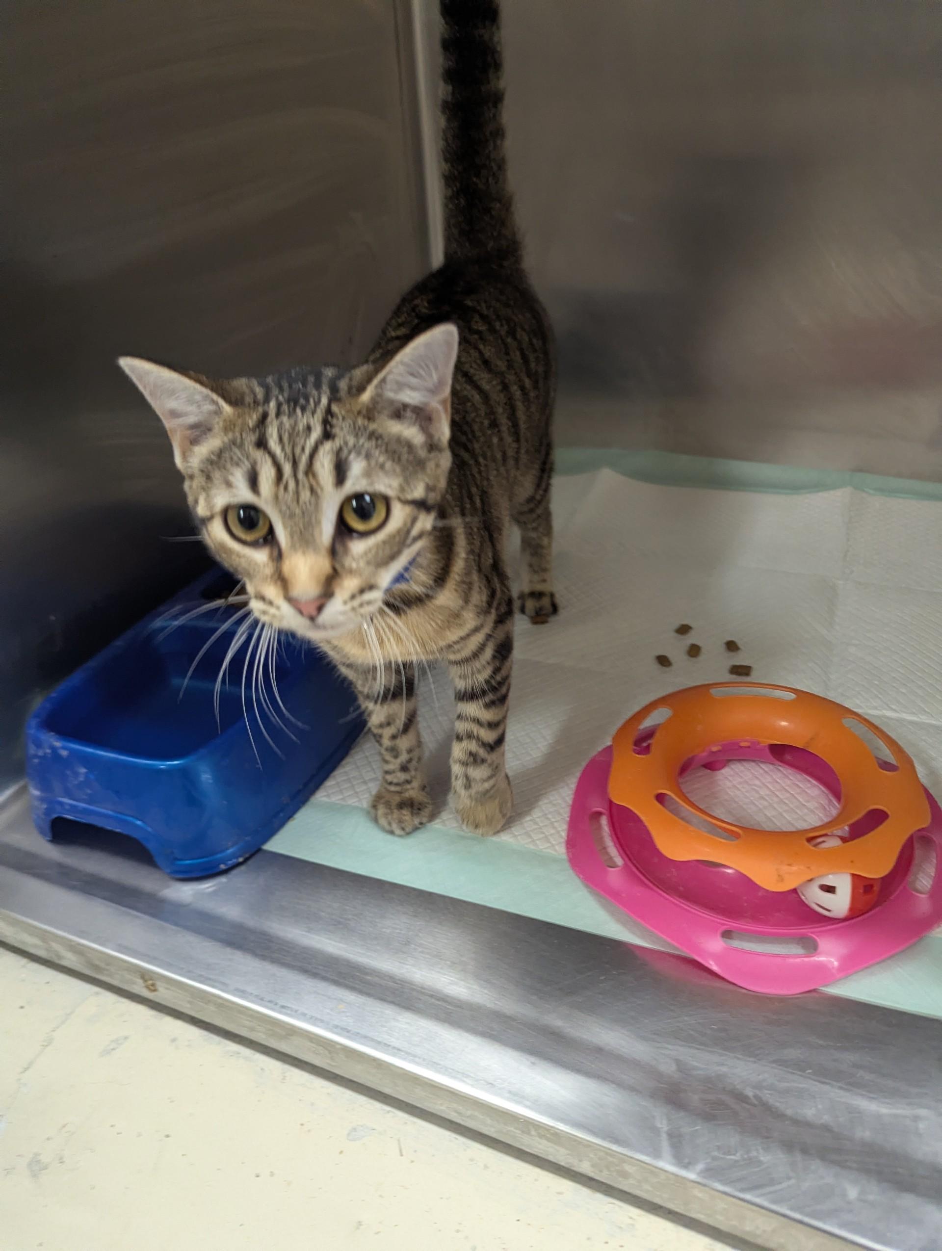 Bridget29881, ADOPTABLE, Young Female Domestic Short Hair.