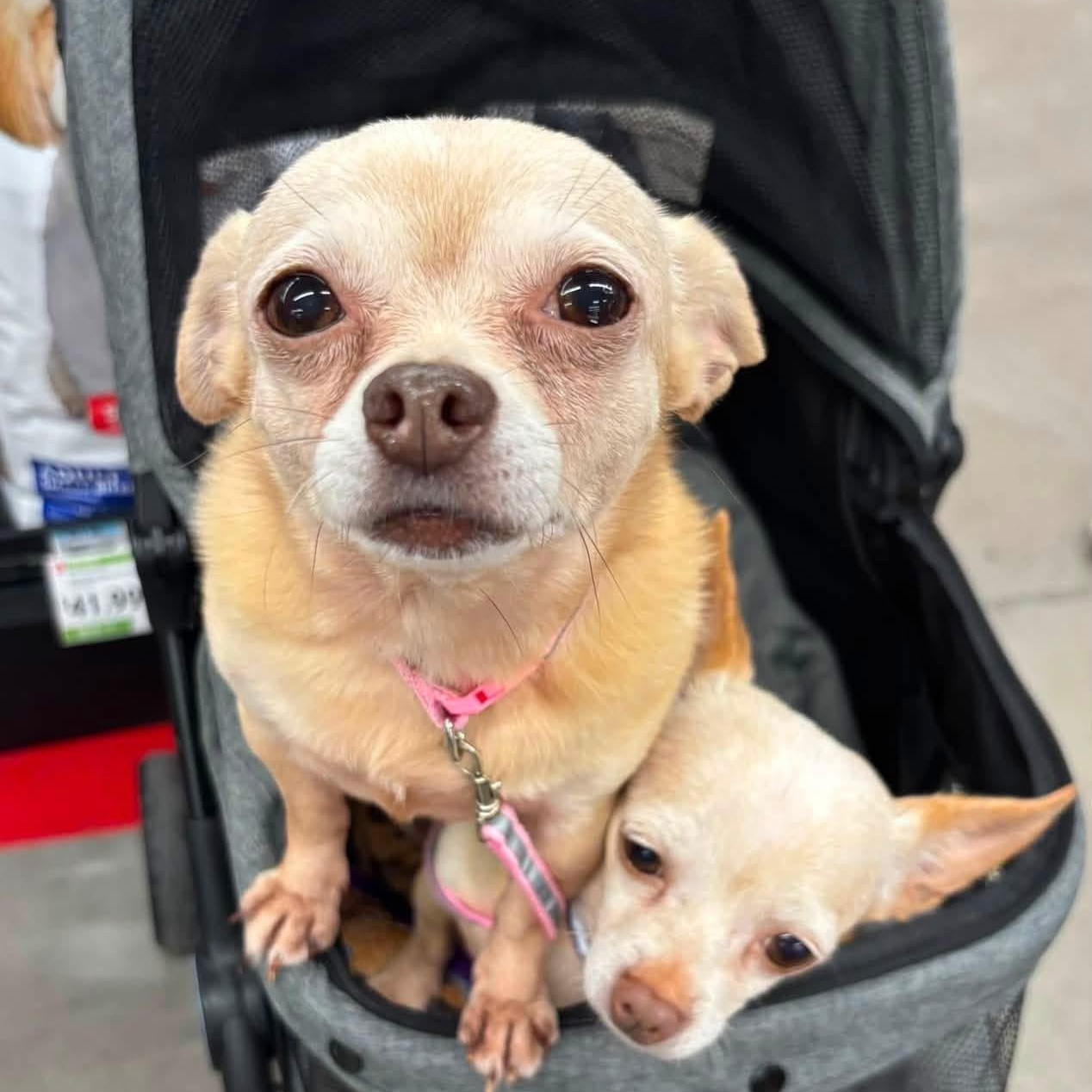 Enlarge ZOEY & FLO, a ADOPTABLE Chihuahua in Schnecksville, PA image 3/4