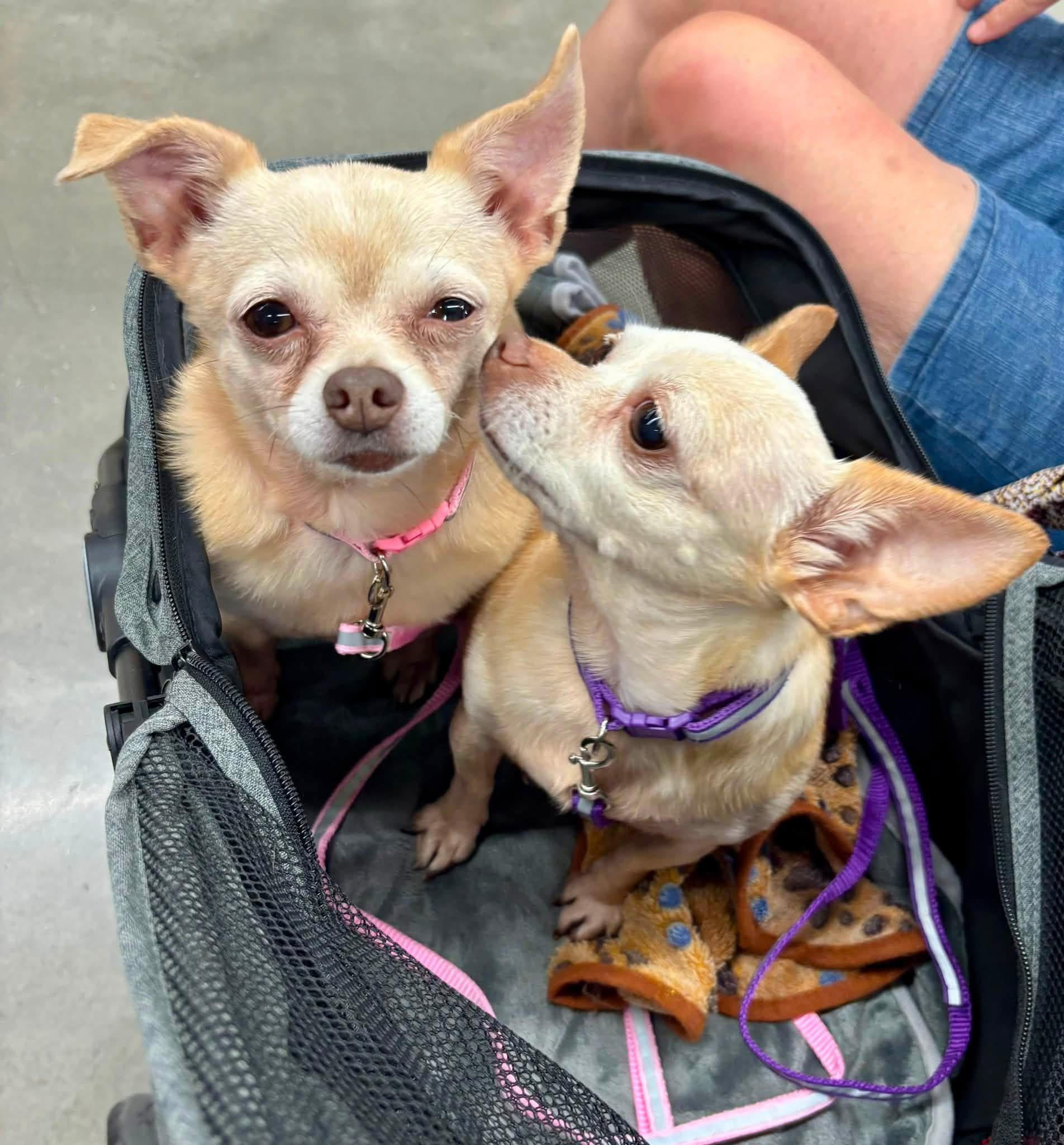 Enlarge ZOEY & FLO, a ADOPTABLE Chihuahua in Schnecksville, PA image 2/4