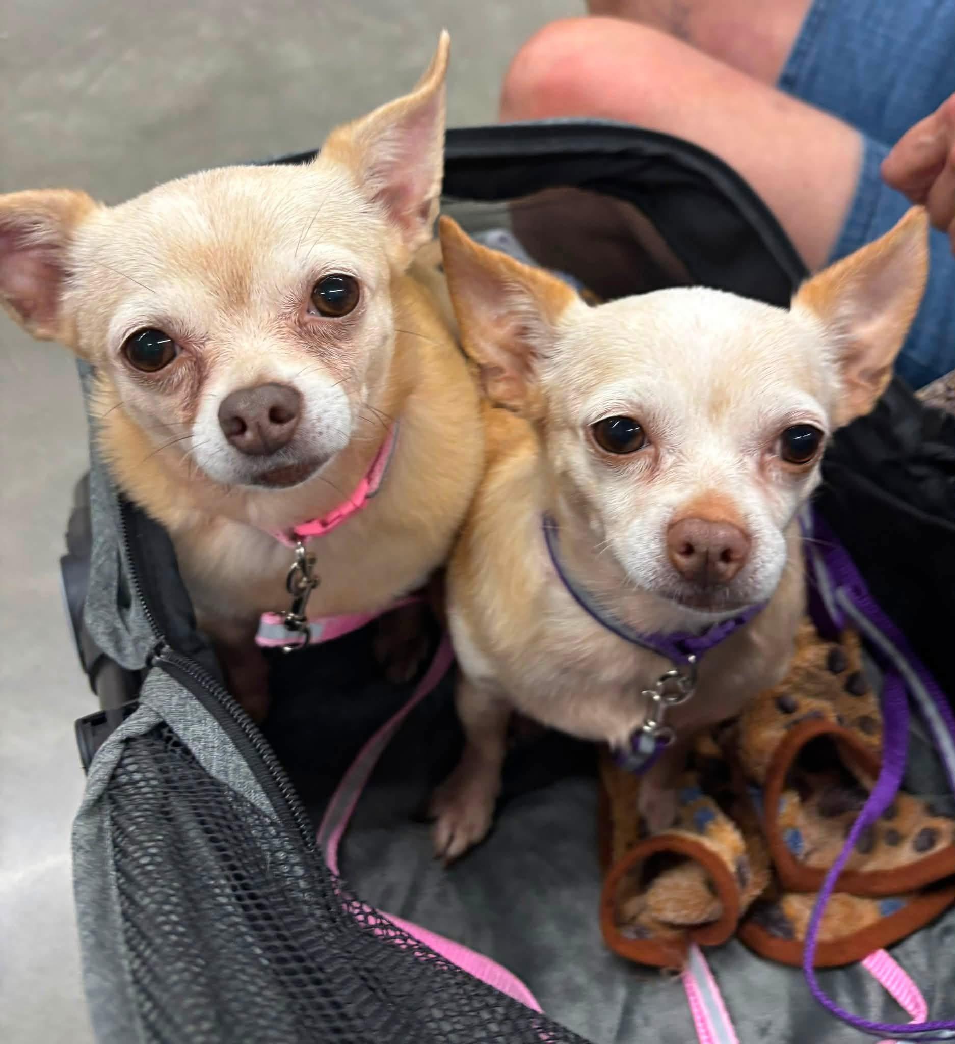 ZOEY & FLO, ADOPTABLE, Adult Female Chihuahua.