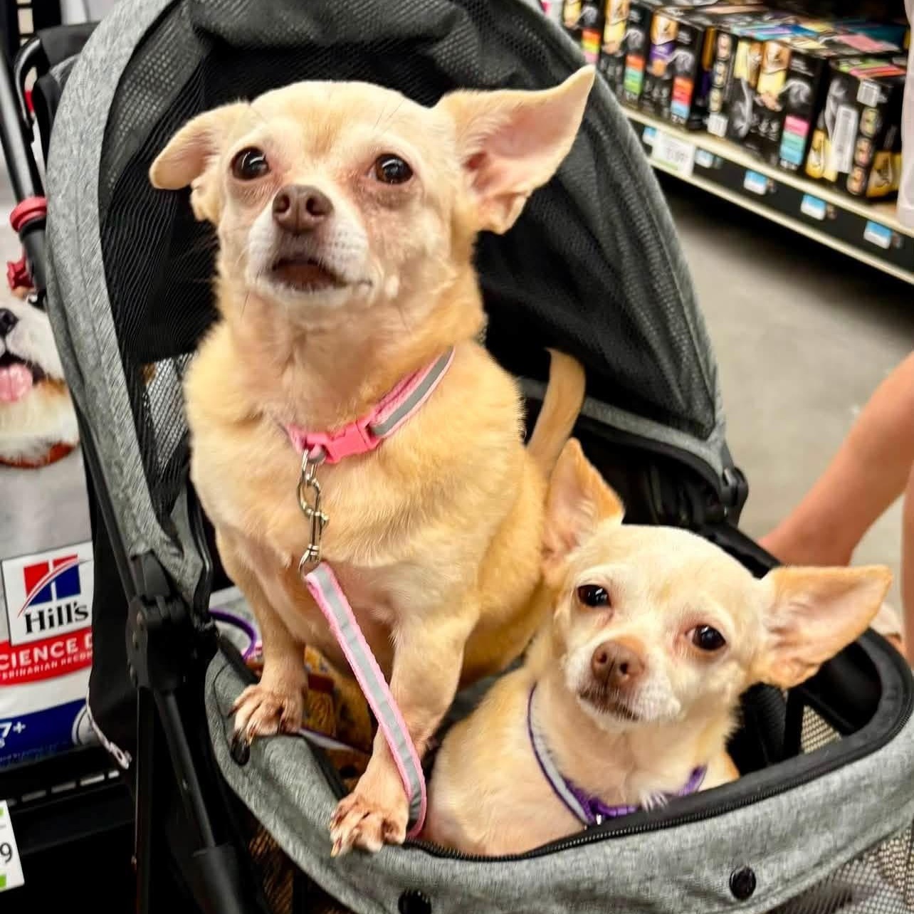 Enlarge ZOEY & FLO, a ADOPTABLE Chihuahua in Schnecksville, PA image 4/4