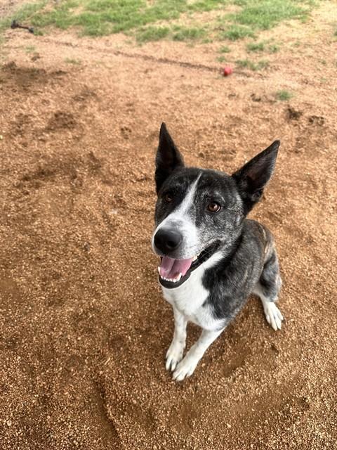 Enlarge BRUNO, a Adoptable mixed breed in Killeen, TX image 1/1