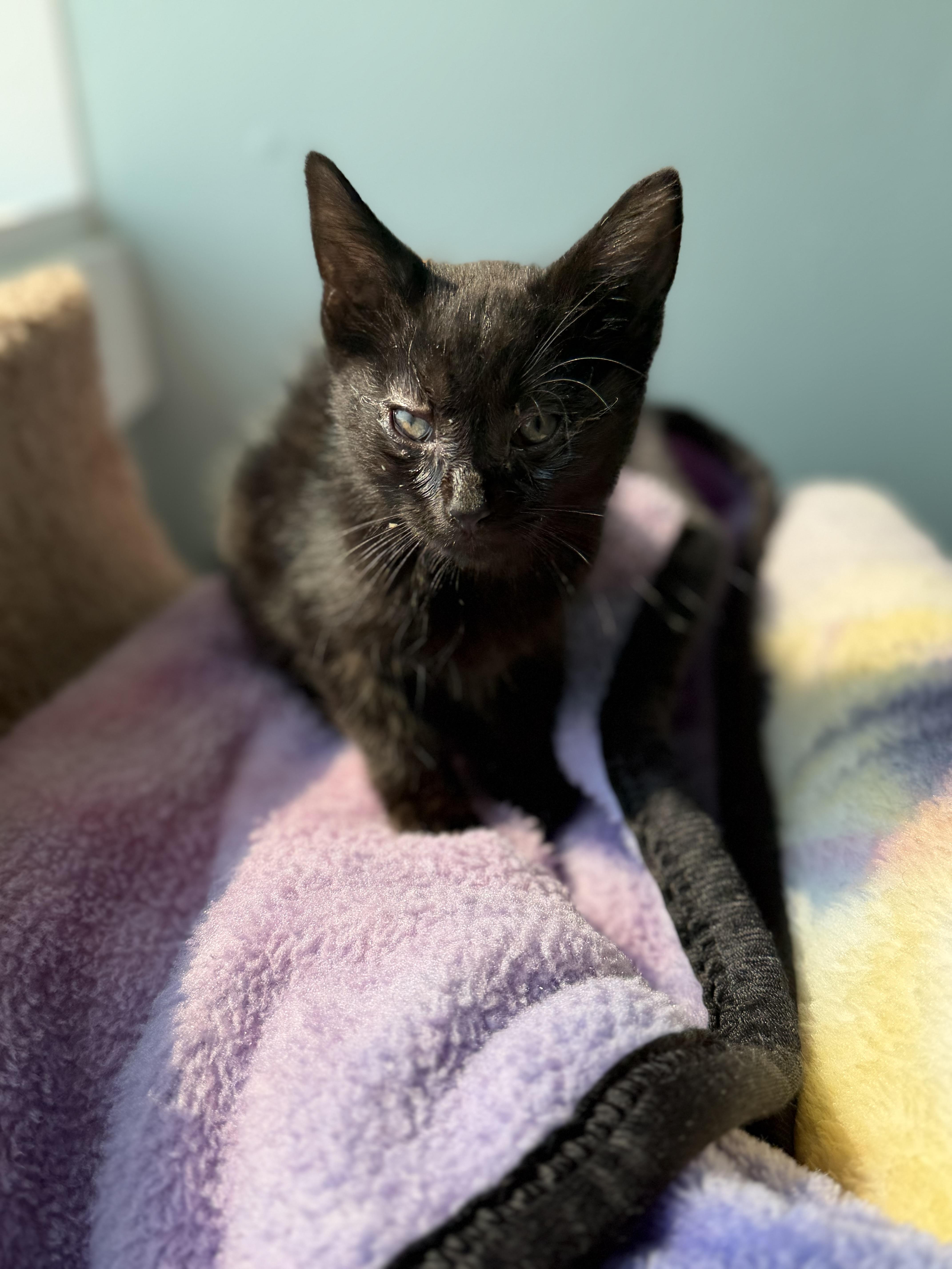 Barbie, adoptable, Kitten Female Domestic Short Hair.