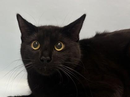 Frank Jr, Adoptable, Adult Male Domestic Short Hair.