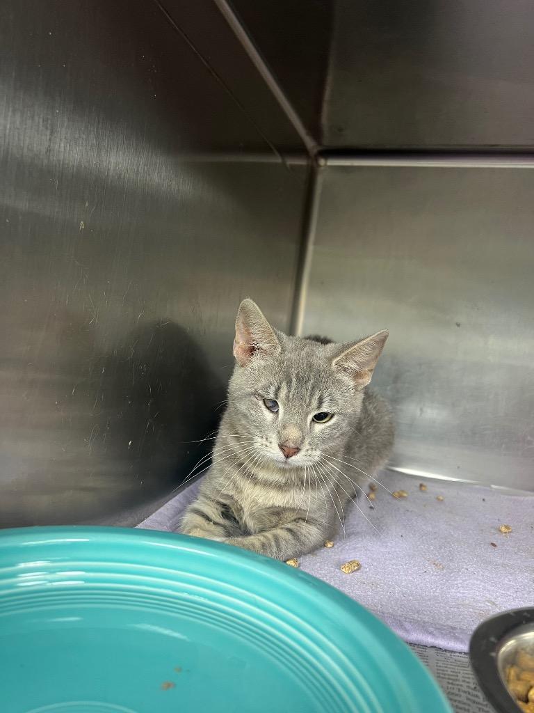 Enlarge January, a Adoptable Domestic Short Hair in New Manchester, WV image 1/1