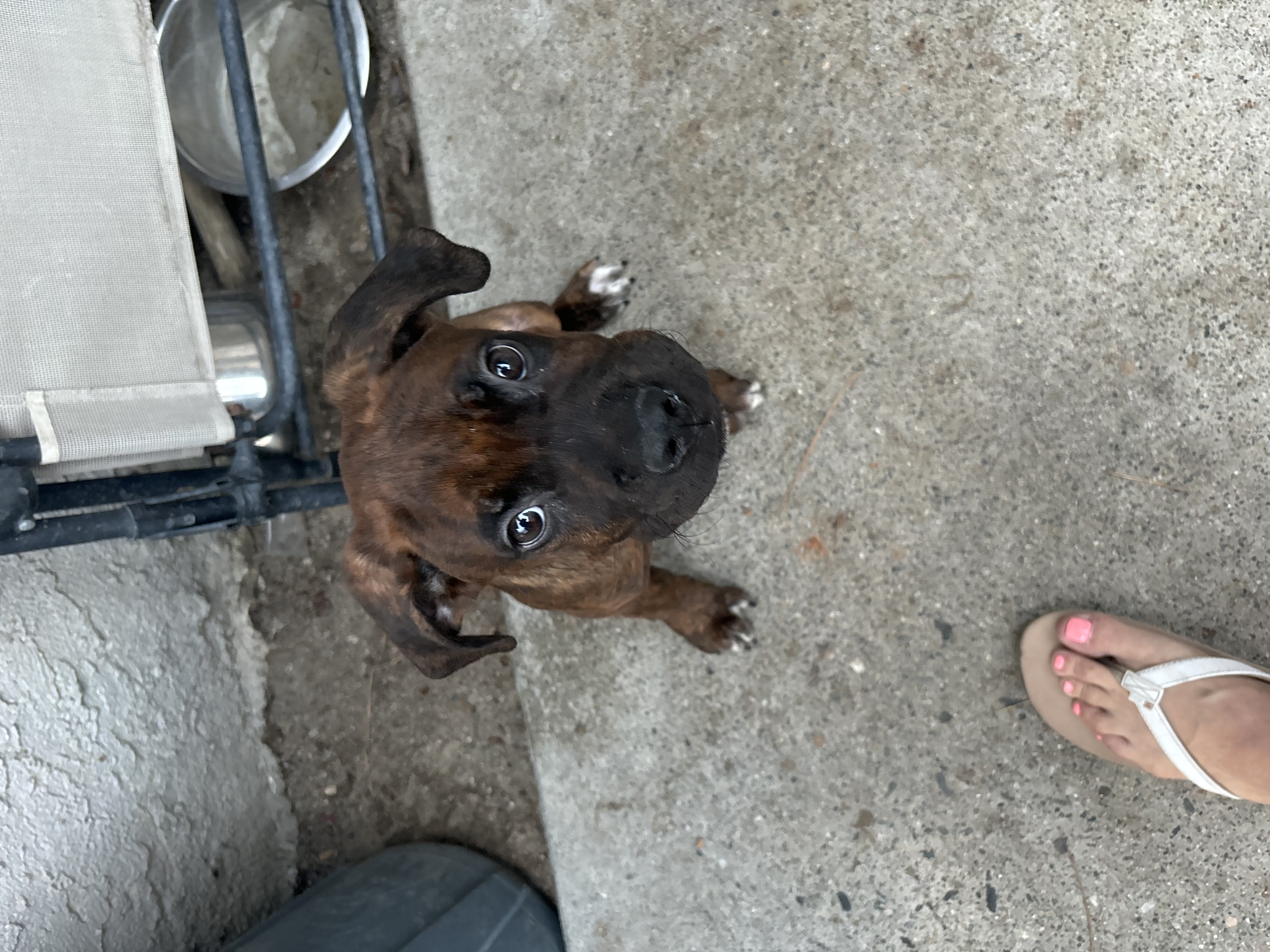 Cortado, Adopted, Puppy Male Boxer.