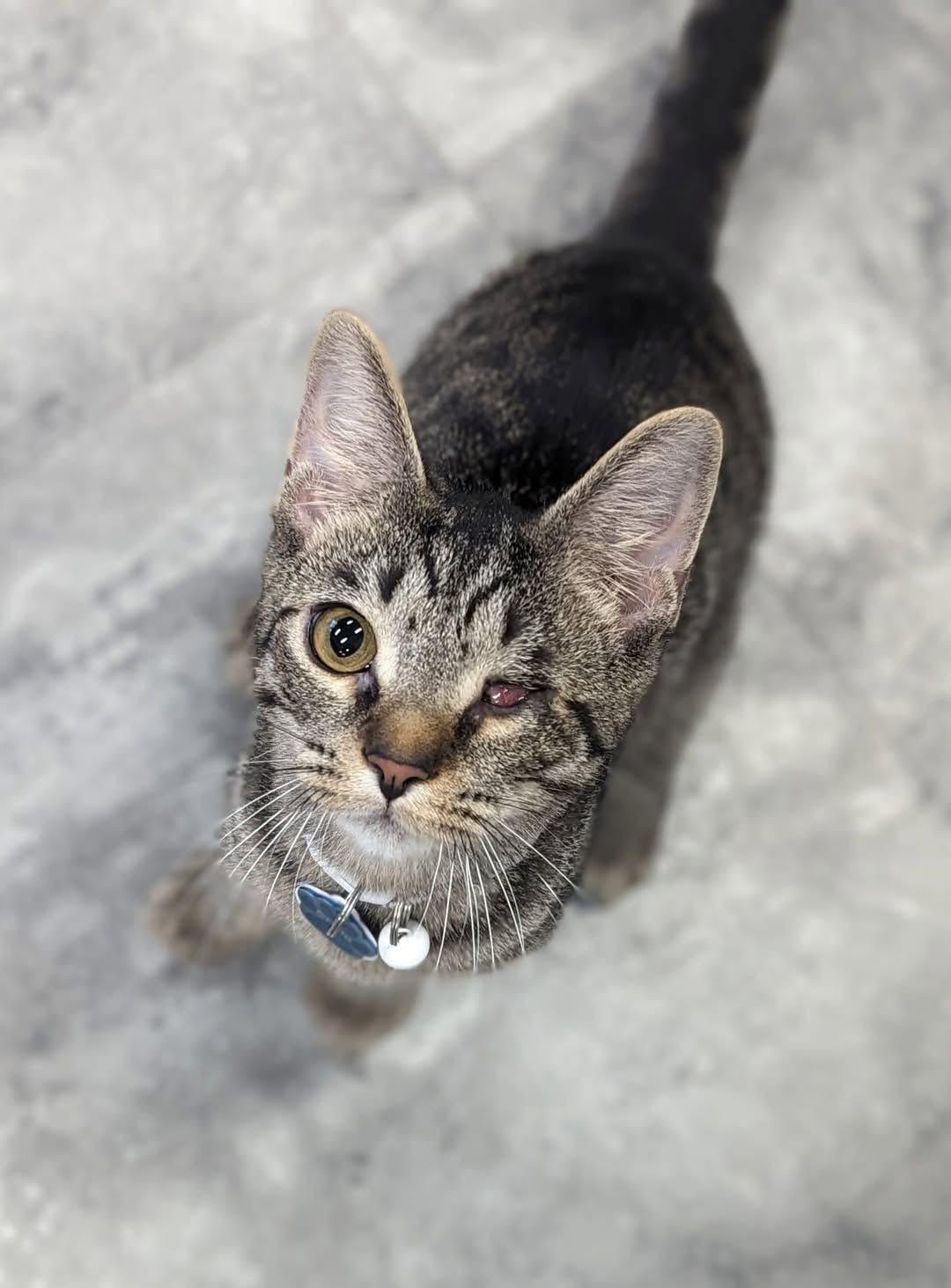 Chulo (part of a bonded trio) 1