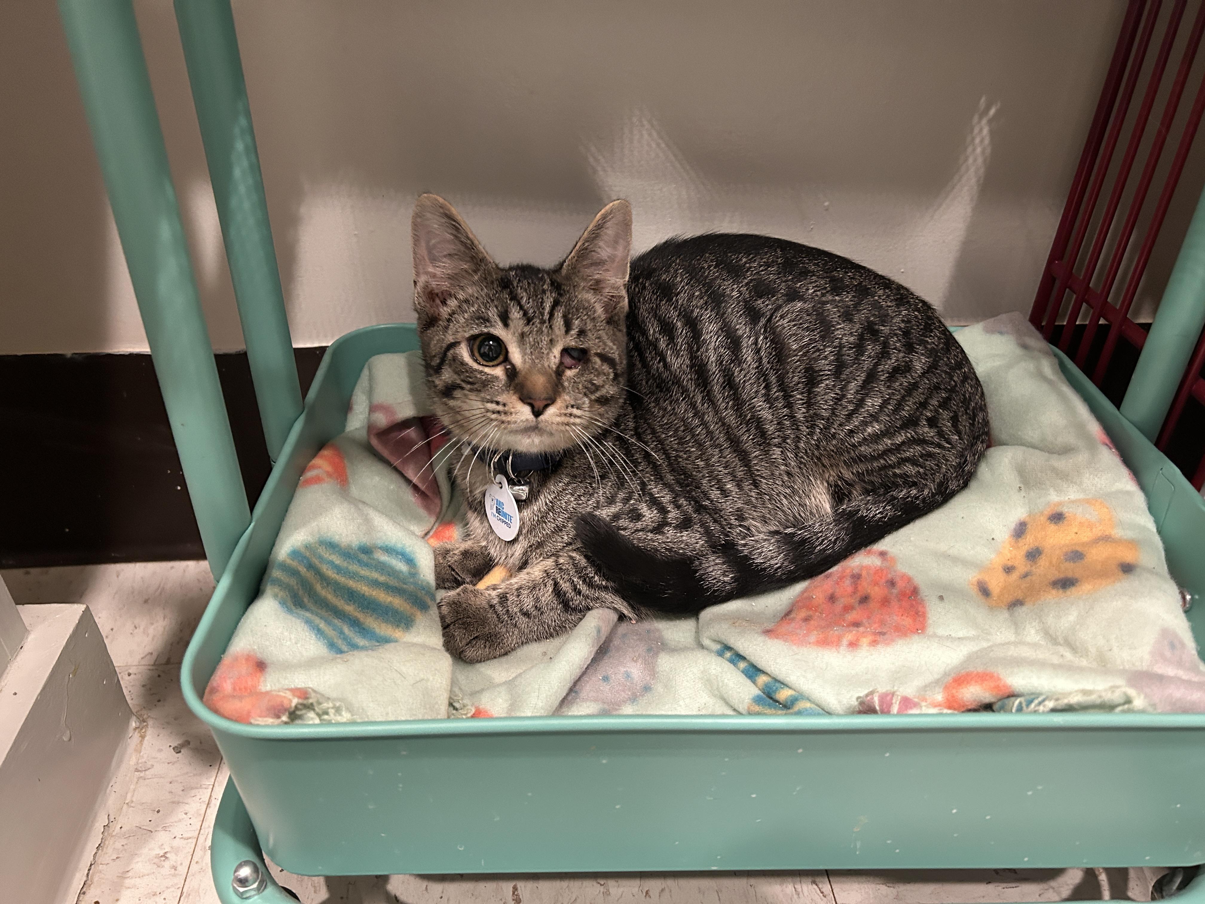 Chulo (part of a bonded trio)