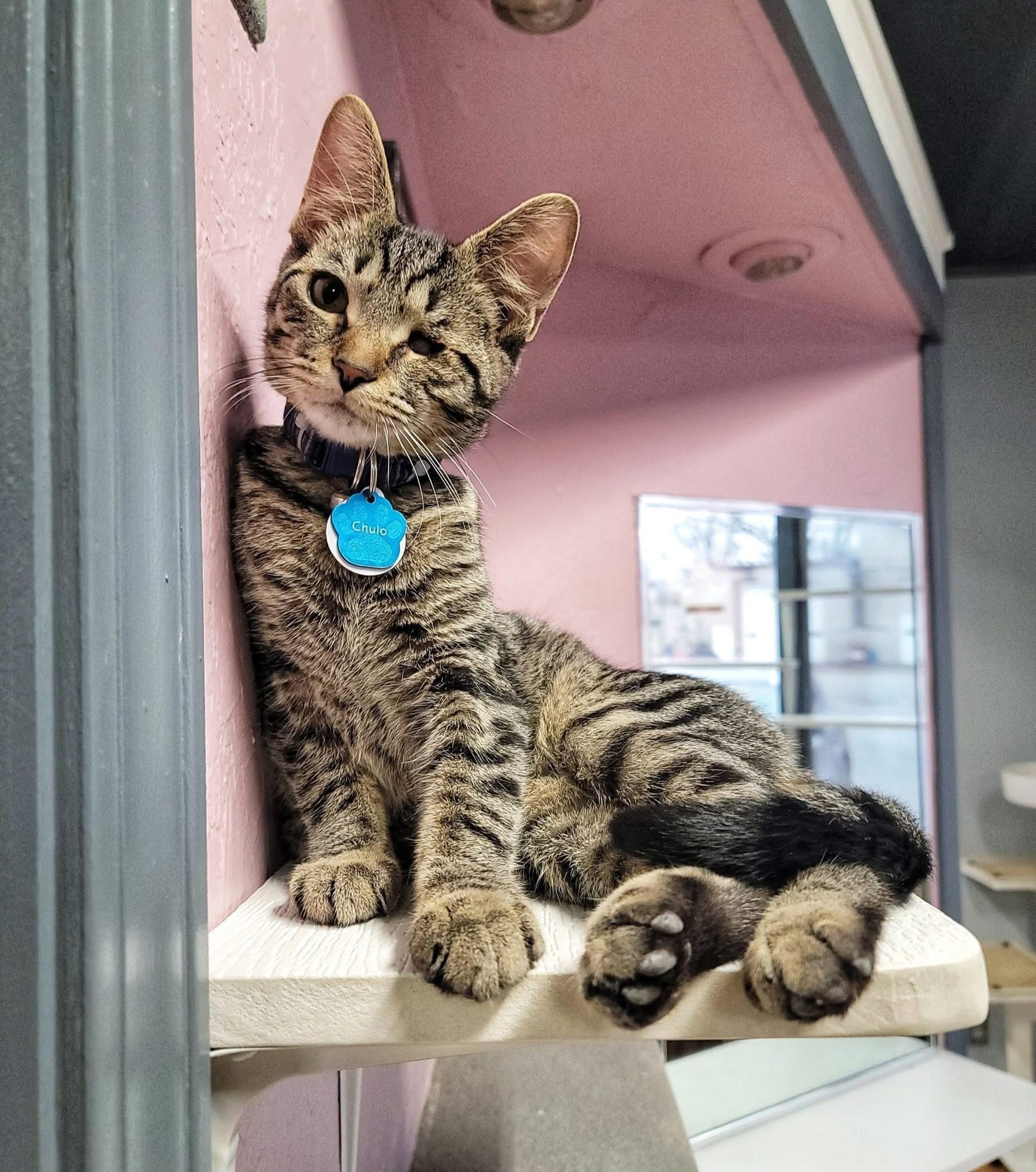 Chulo (part of a bonded trio)