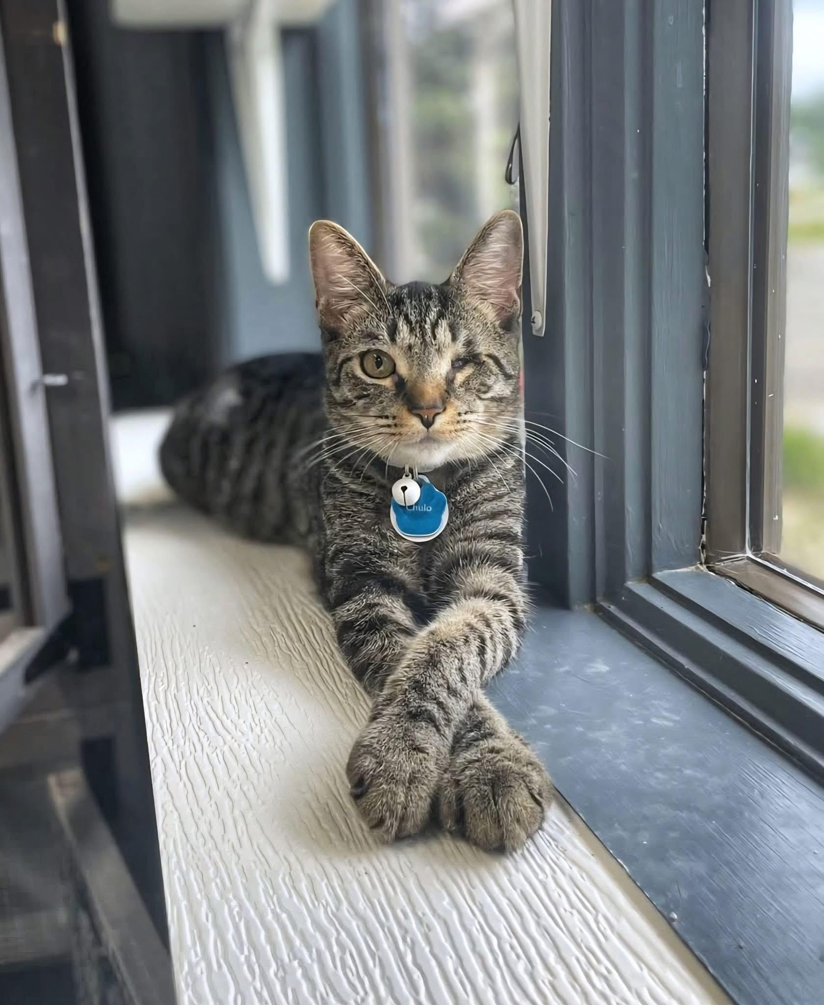 Chulo (part of a bonded trio)