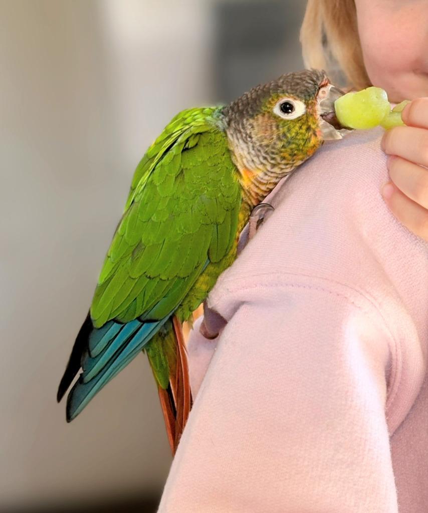 Squirt, a Adoptable Conure in Ballwin, MO image 1/4