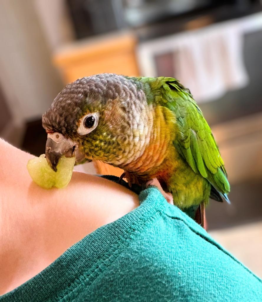 Squirt, a Adoptable Conure in Ballwin, MO image 2/4