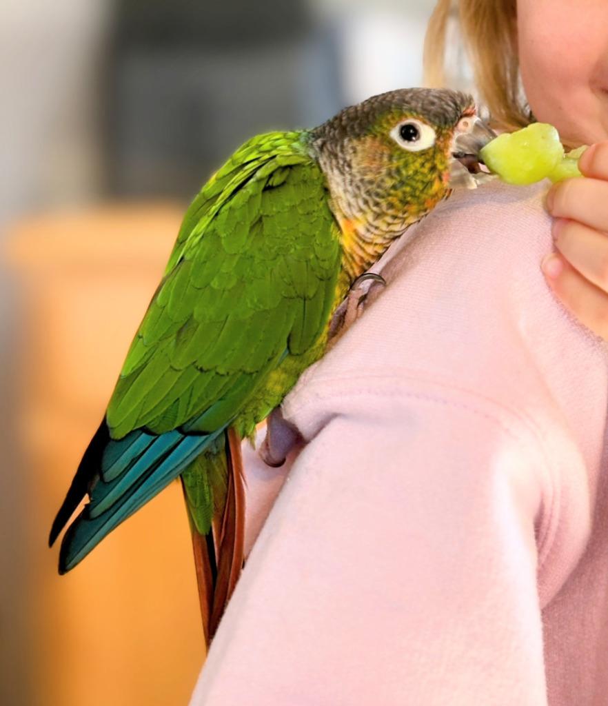 Squirt, a Adoptable Conure in Ballwin, MO image 3/4