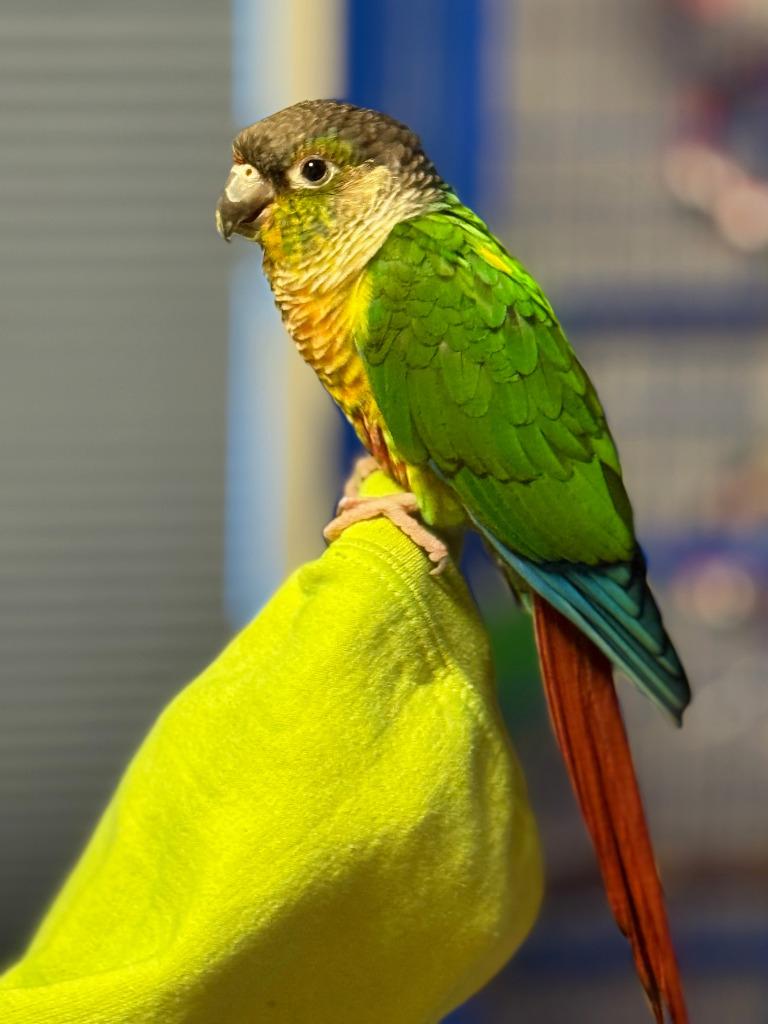 Squirt, a Adoptable Conure in Ballwin, MO image 4/4