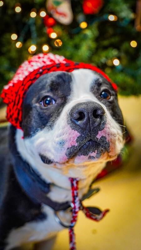 Enlarge Bubba, a Adoptable Pit Bull Terrier in Kenton, OH image 1/3