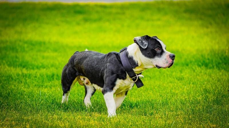 Enlarge Bubba, a Adoptable Pit Bull Terrier in Kenton, OH image 2/3