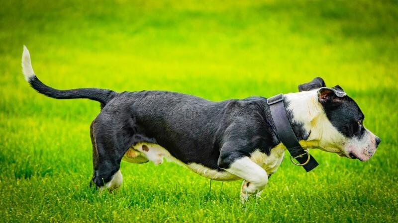 Enlarge Bubba, a Adoptable Pit Bull Terrier in Kenton, OH image 3/3
