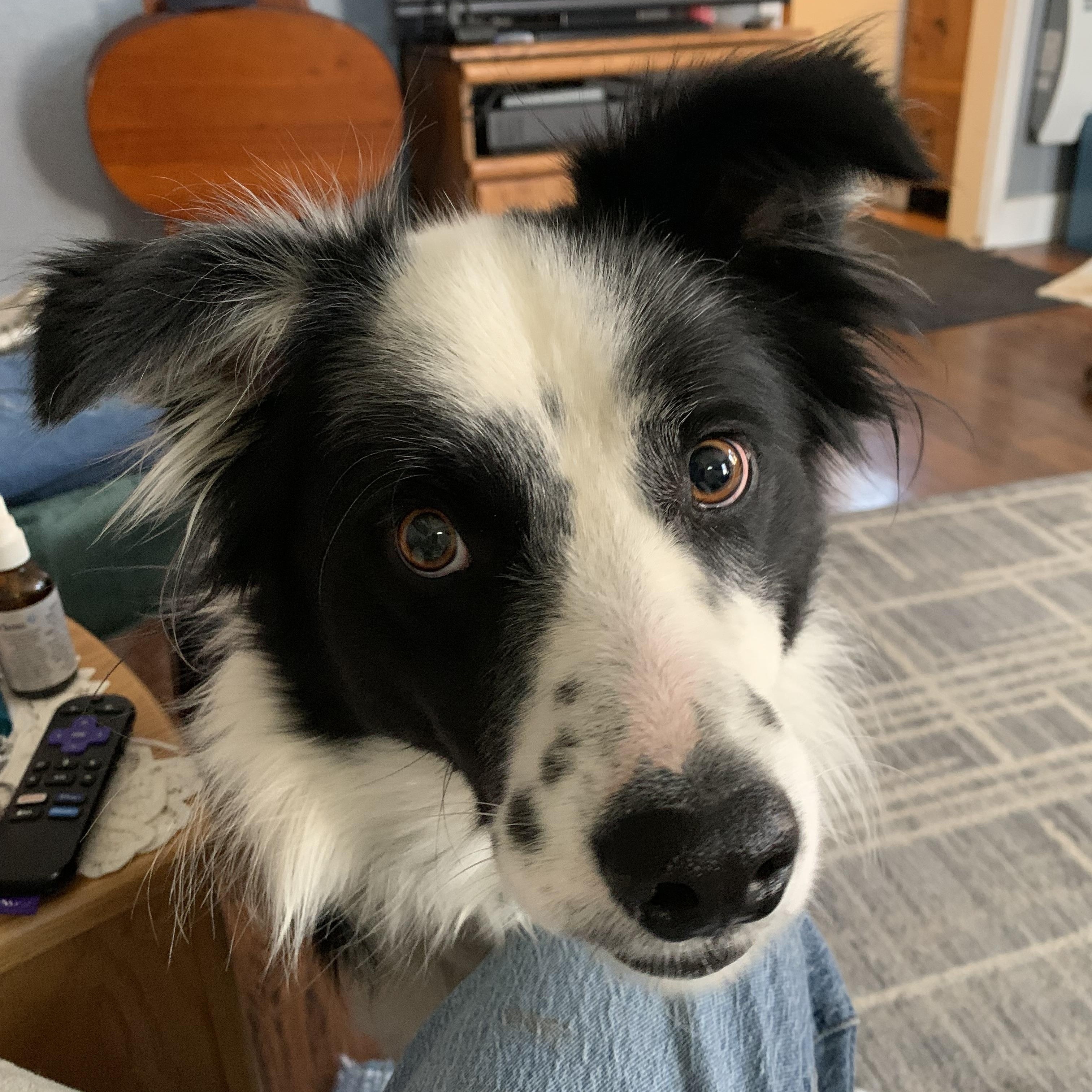 Pepper, ADOPTABLE, Young Male Border Collie.