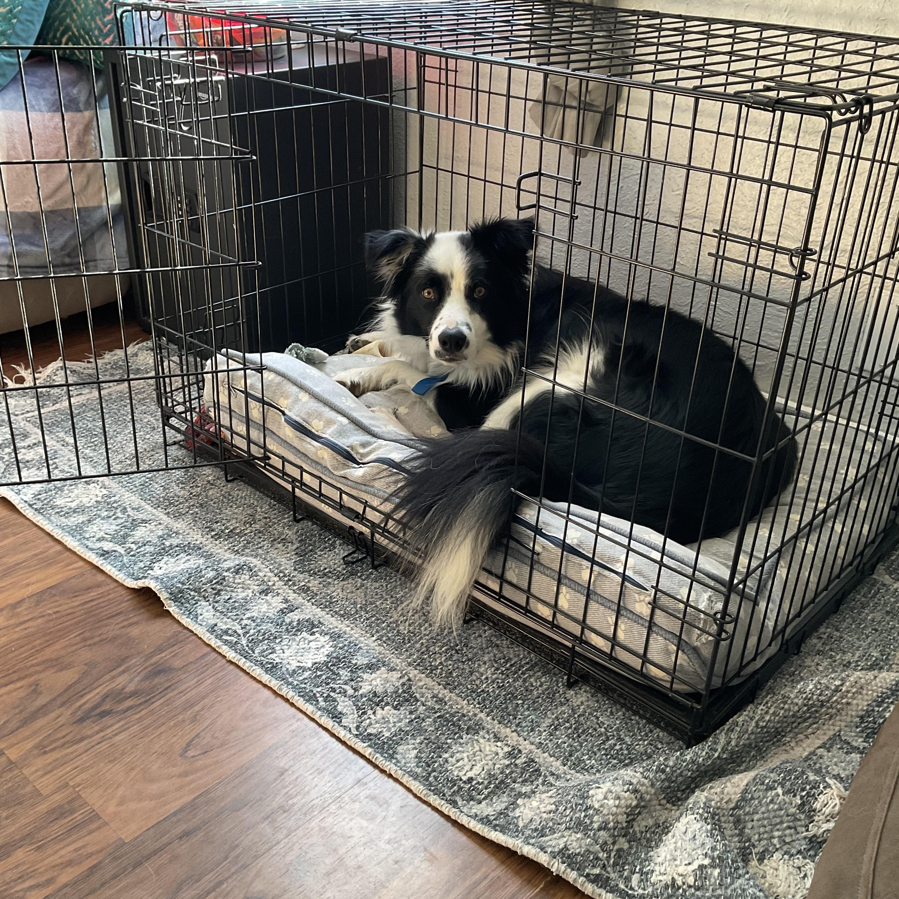 Enlarge Pepper, a ADOPTABLE mixed breed in Thayne, WY image 2/3