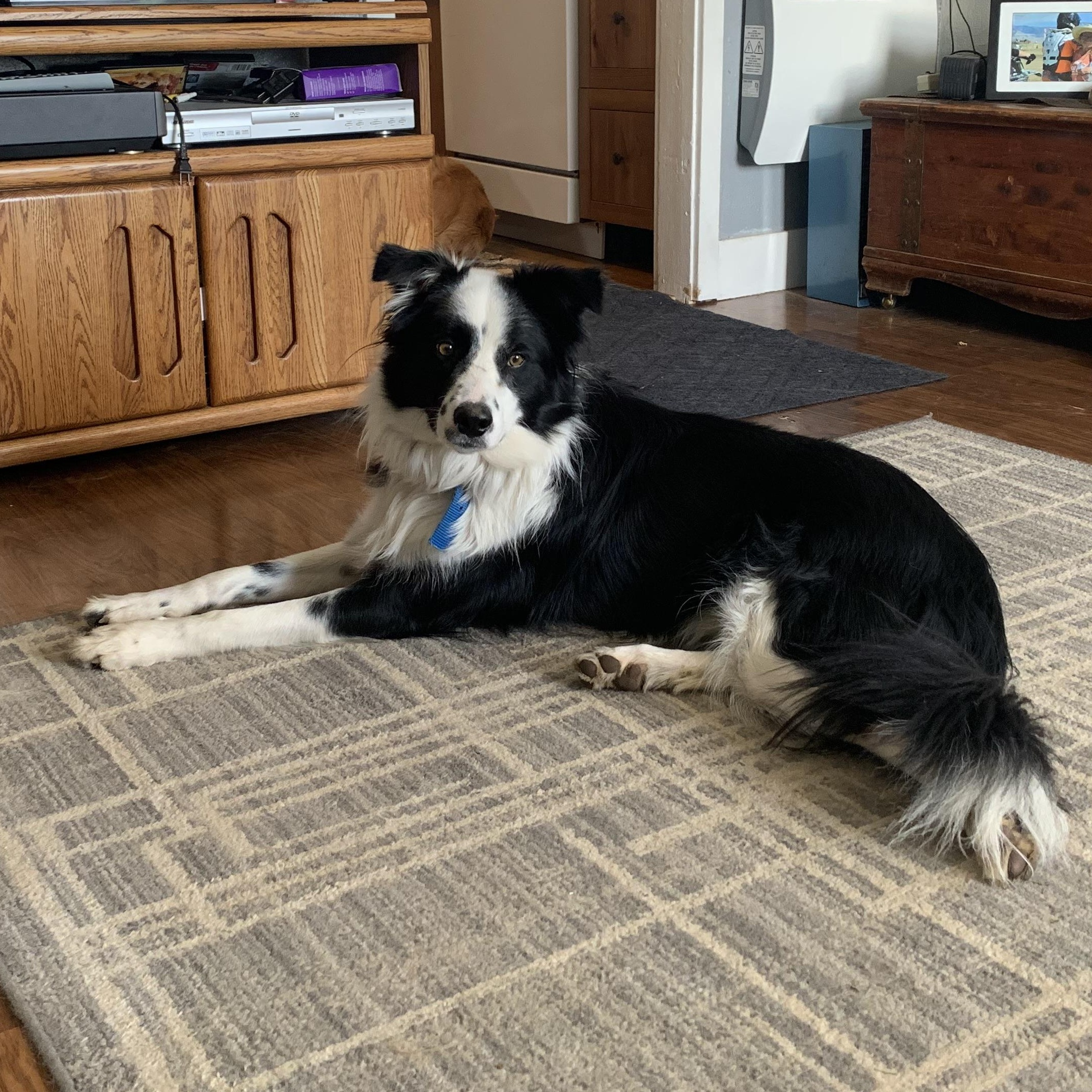 Enlarge Pepper, a ADOPTABLE mixed breed in Thayne, WY image 3/3