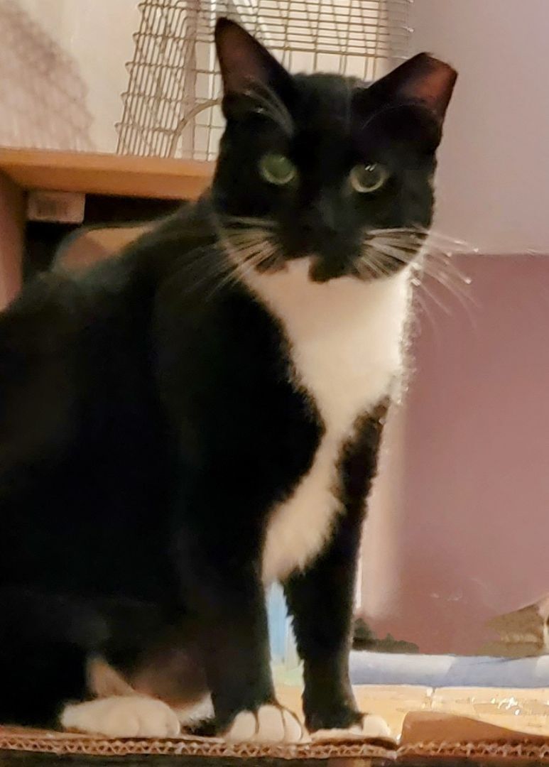 Enlarge David Crockett, a Adoptable Bombay in Chicago, IL image 1/5