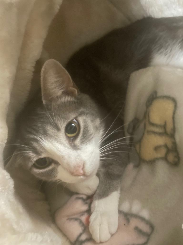 Delinda, Adoptable, Adult Female Domestic Short Hair.