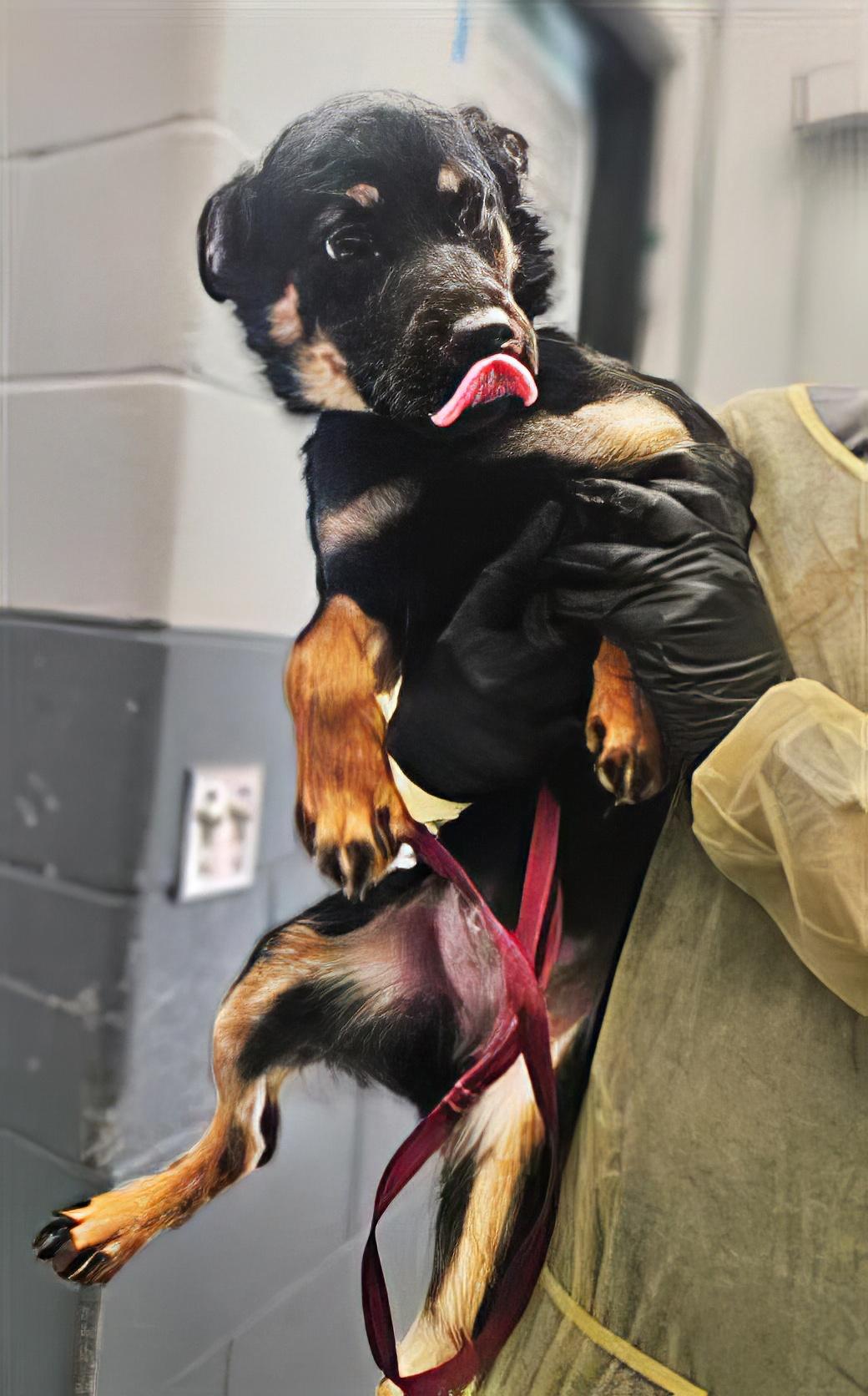 Enlarge Sharpie, an adopted Mixed Breed in Nashville, TN image 1/1