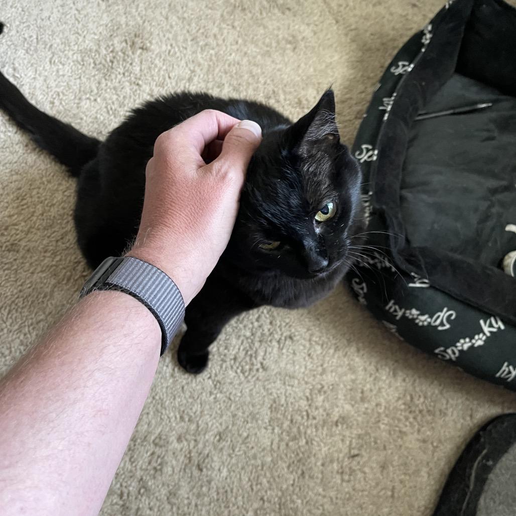 Sheba, Adoptable, Senior Female Domestic Short Hair.