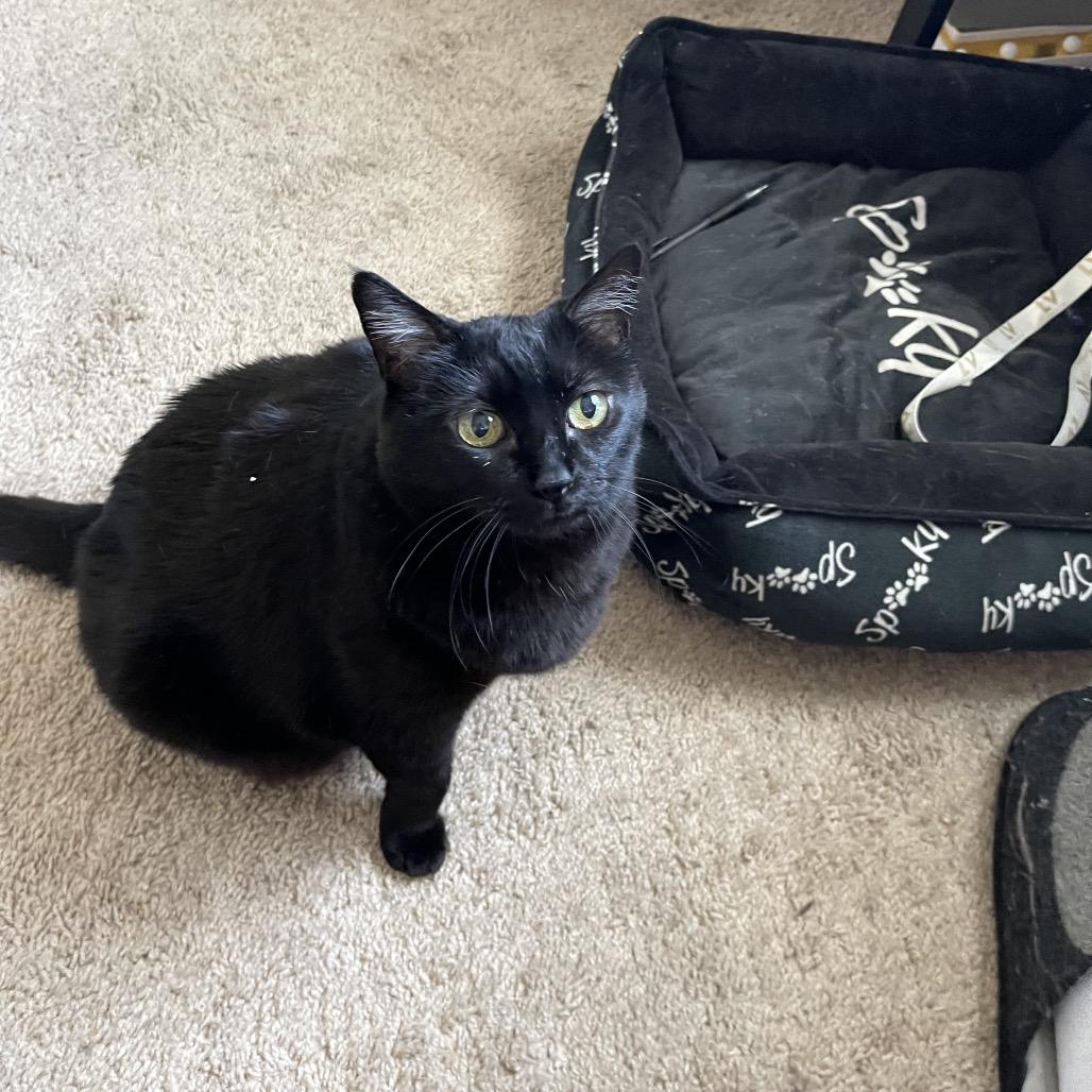 Enlarge Sheba, a Adoptable Domestic Short Hair in Las Vegas, NV image 2/2