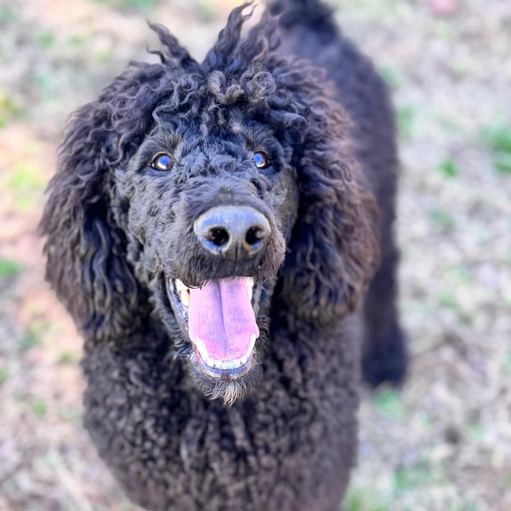 Caviar — thumbnail 3