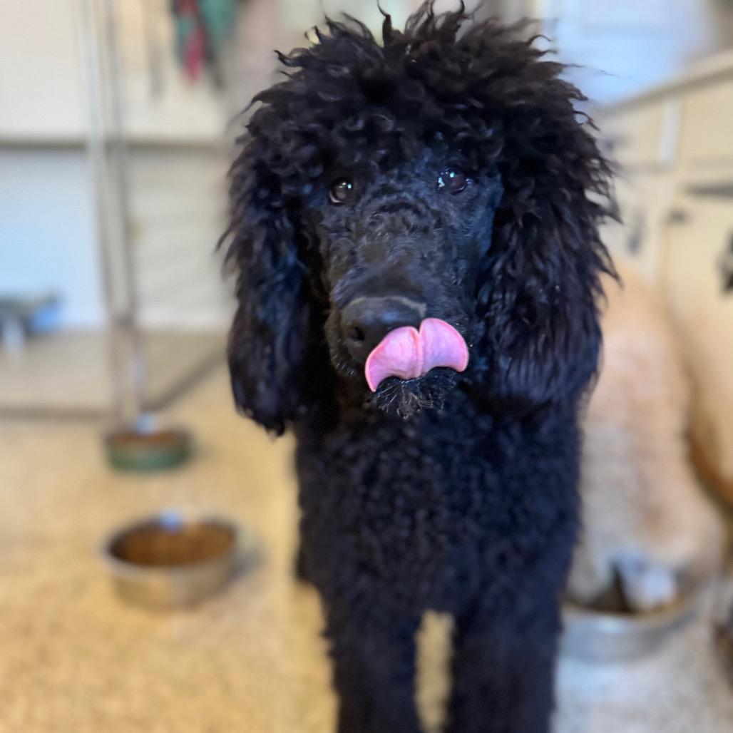 Caviar — thumbnail 4