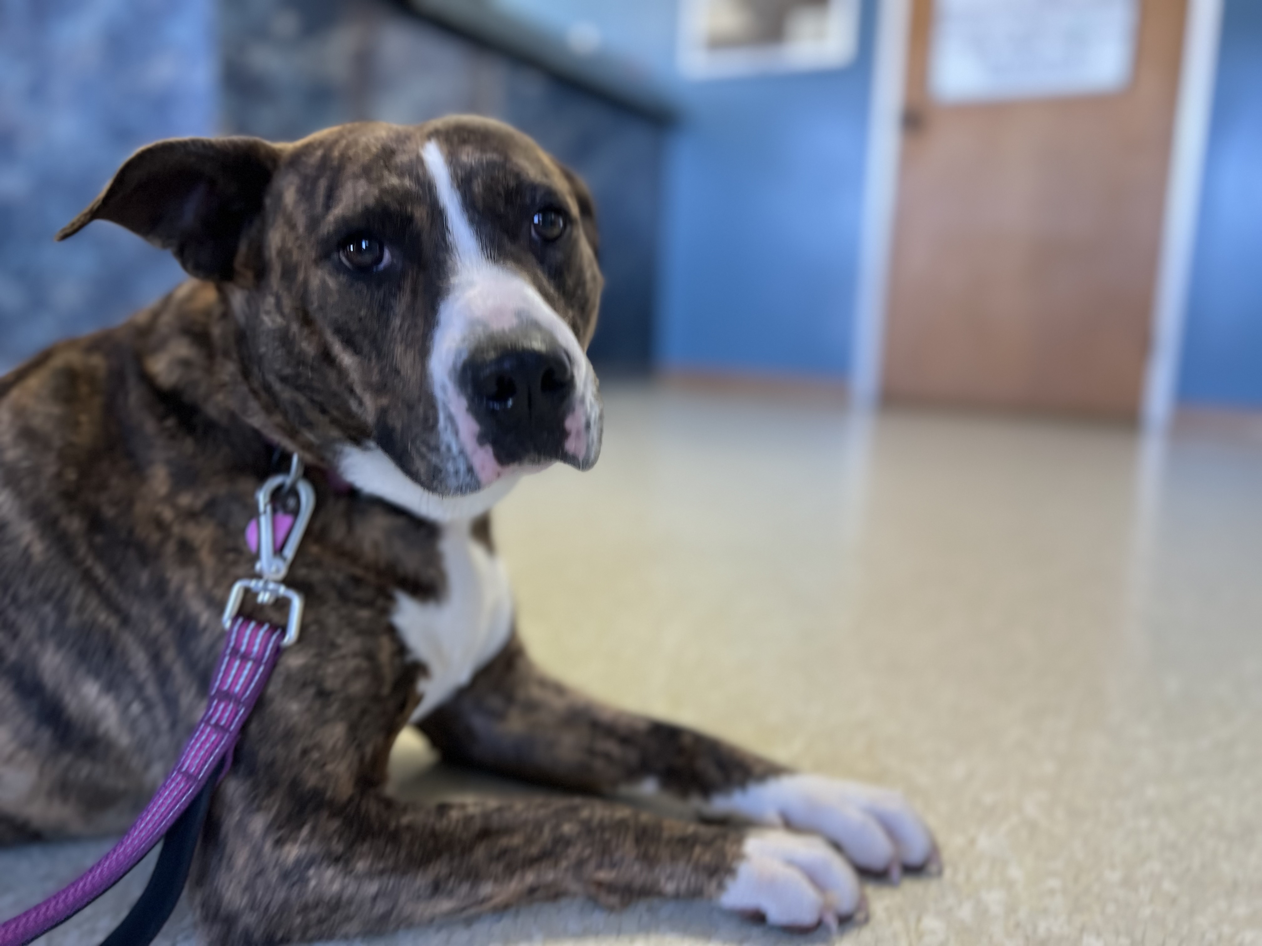 Enlarge PEBBLES, a Adoptable mixed breed in Shawnee, OK image 2/6