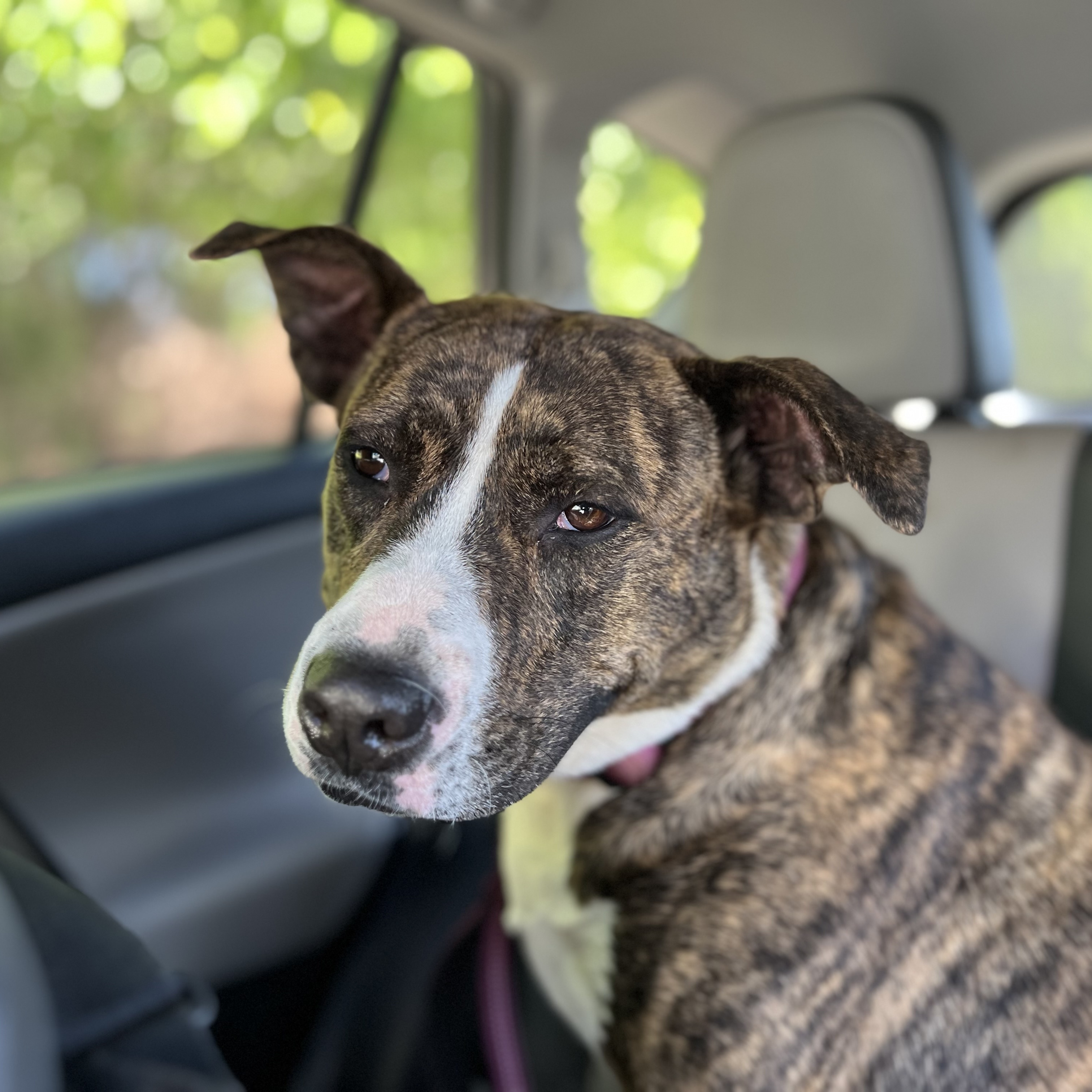 Enlarge PEBBLES, a Adoptable mixed breed in Shawnee, OK image 5/6