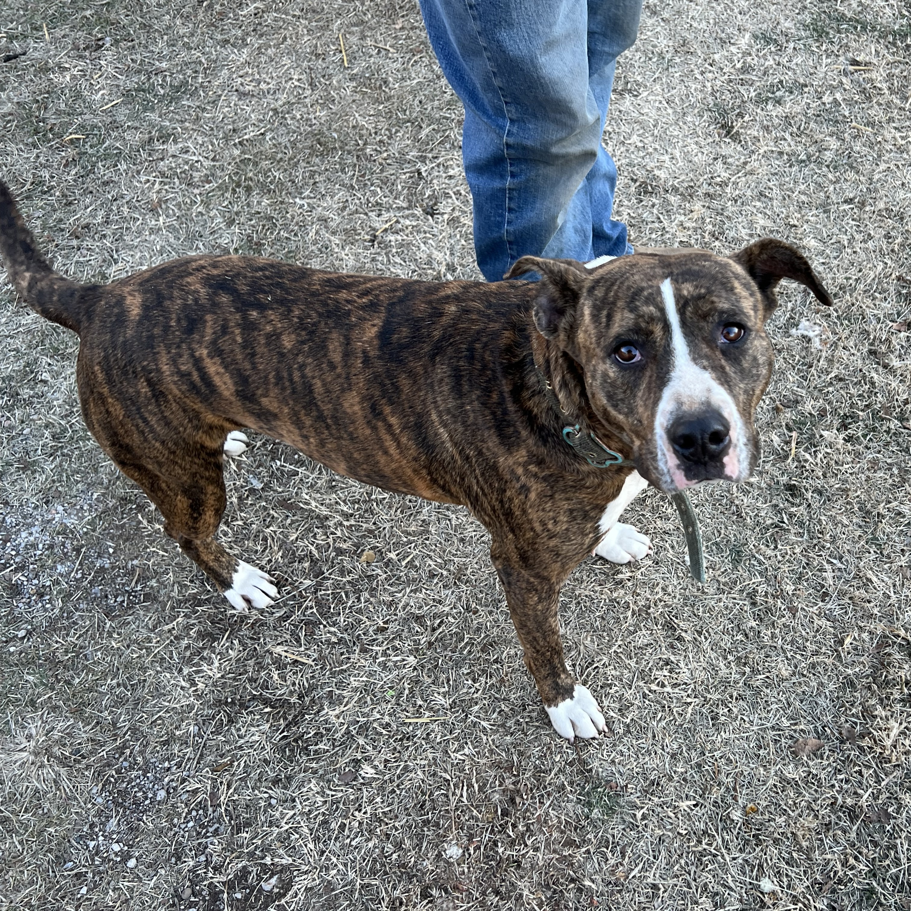 Enlarge PEBBLES, a Adoptable mixed breed in Shawnee, OK image 6/6