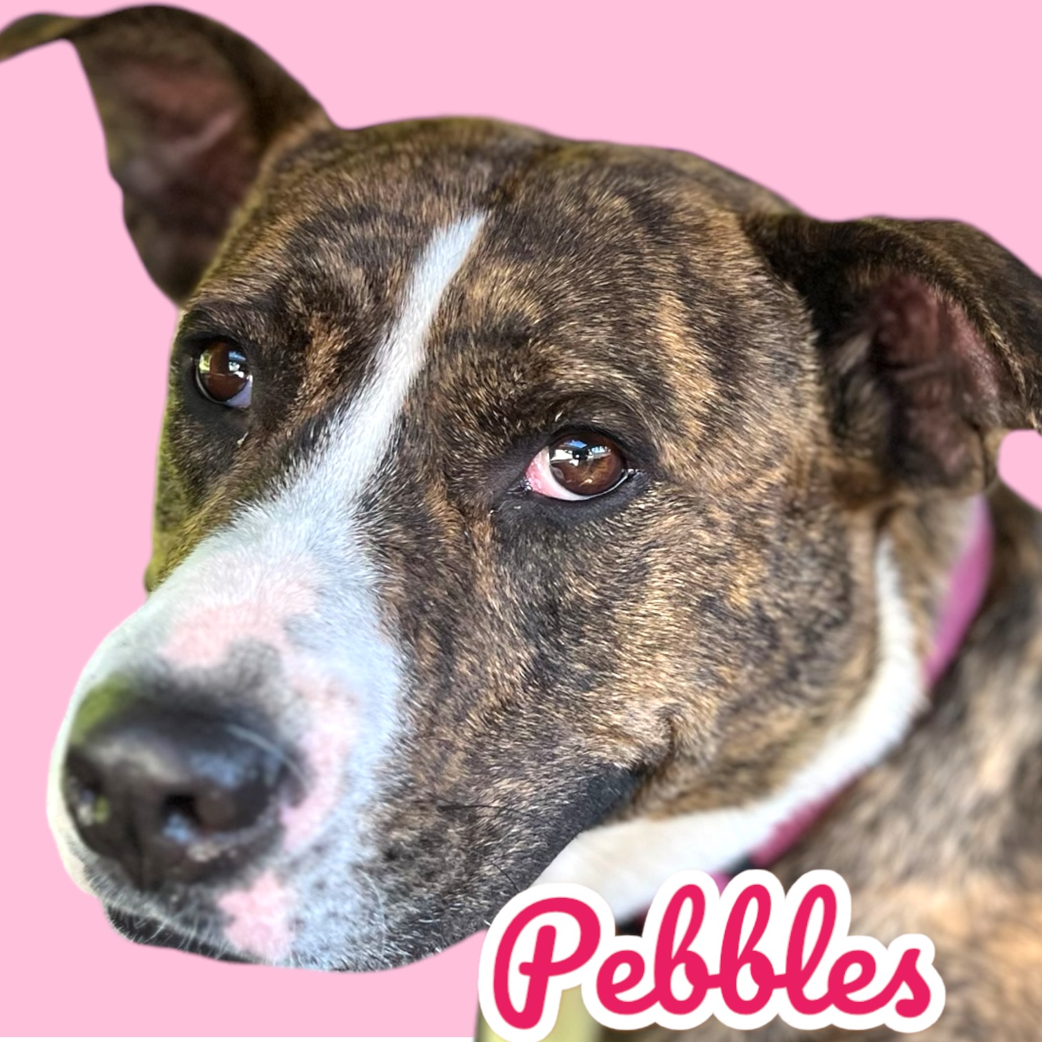 PEBBLES, Adult Female Pit Bull Terrier