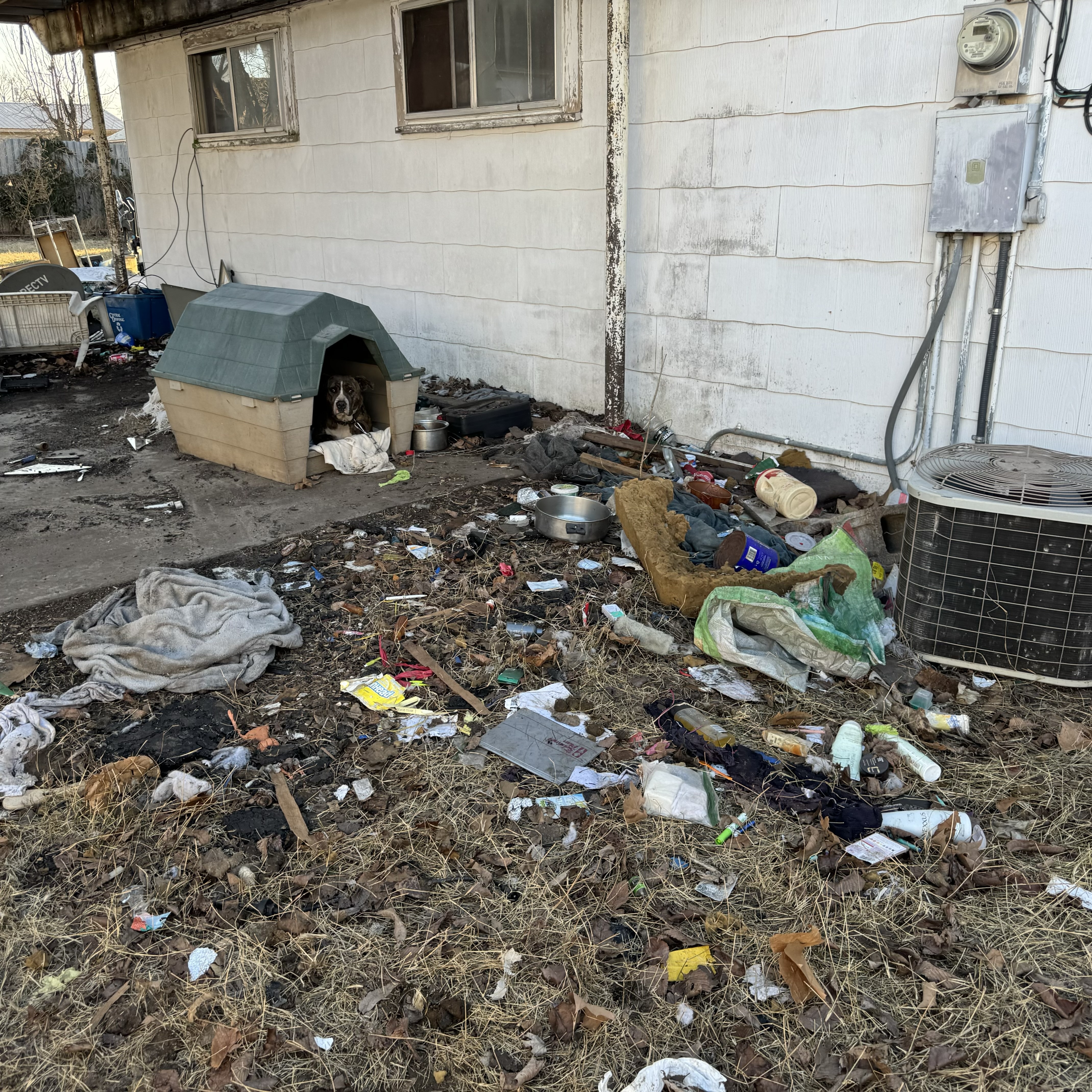 Enlarge PEBBLES, a Adoptable mixed breed in Shawnee, OK image 4/6