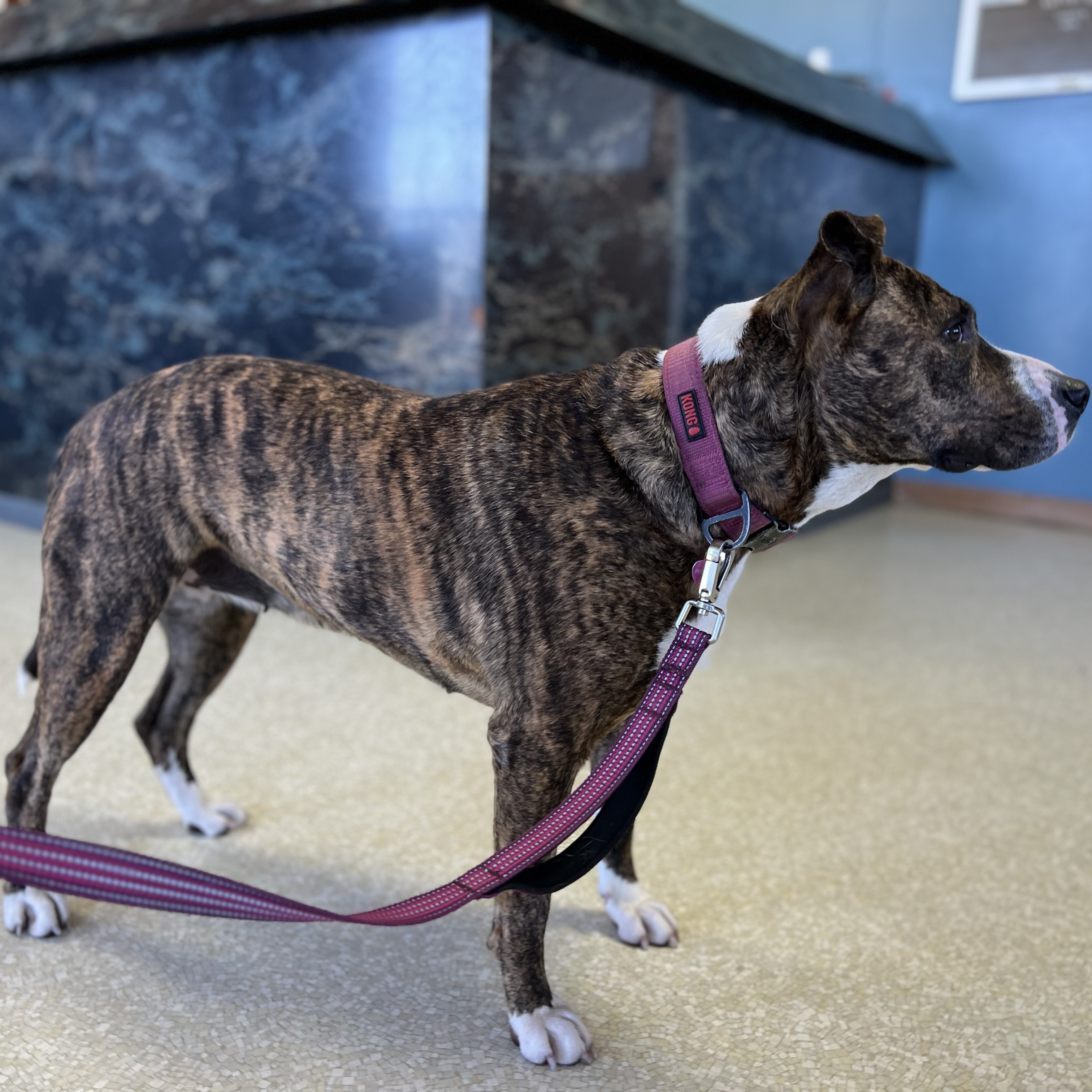 Enlarge PEBBLES, a Adoptable mixed breed in Shawnee, OK image 3/6