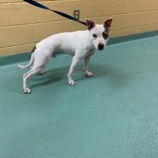 Spots, Adoptable, Young Male Mixed Breed.