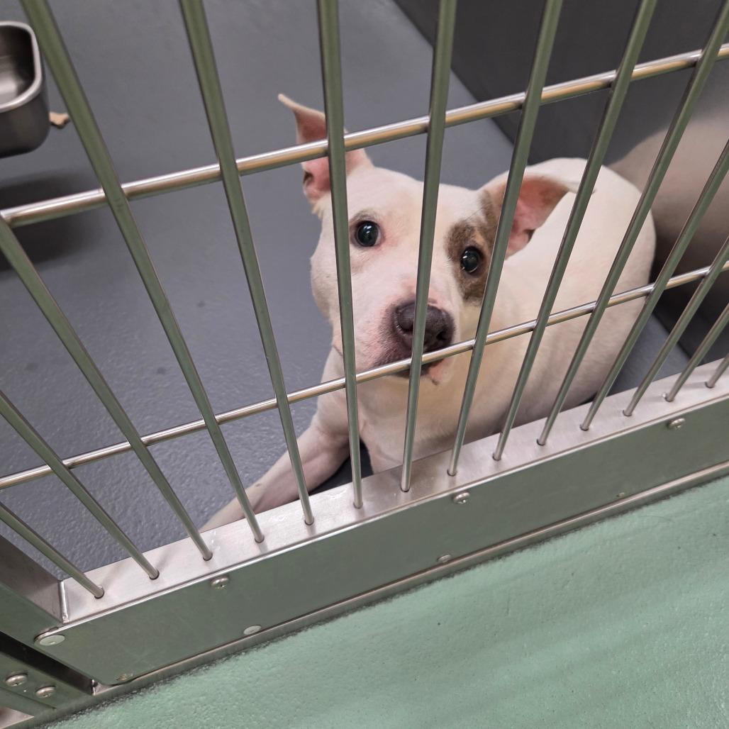 Enlarge Spots, a Adoptable Mixed Breed in Memphis, TN image 2/4