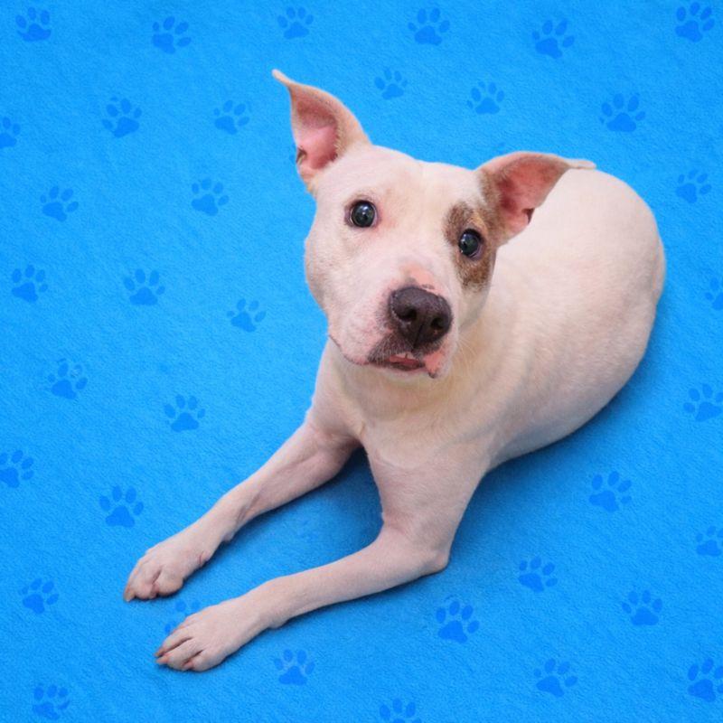 Enlarge Spots, a Adoptable Mixed Breed in Memphis, TN image 3/4