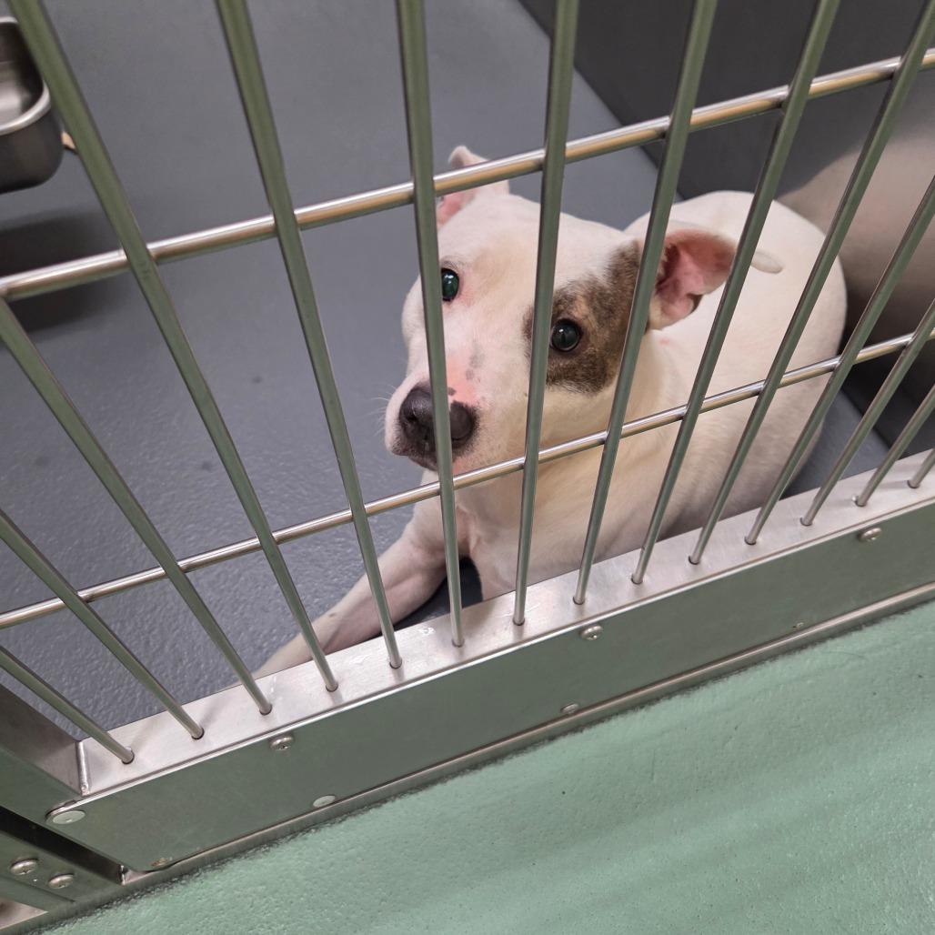 Enlarge Spots, a Adoptable Mixed Breed in Memphis, TN image 4/4