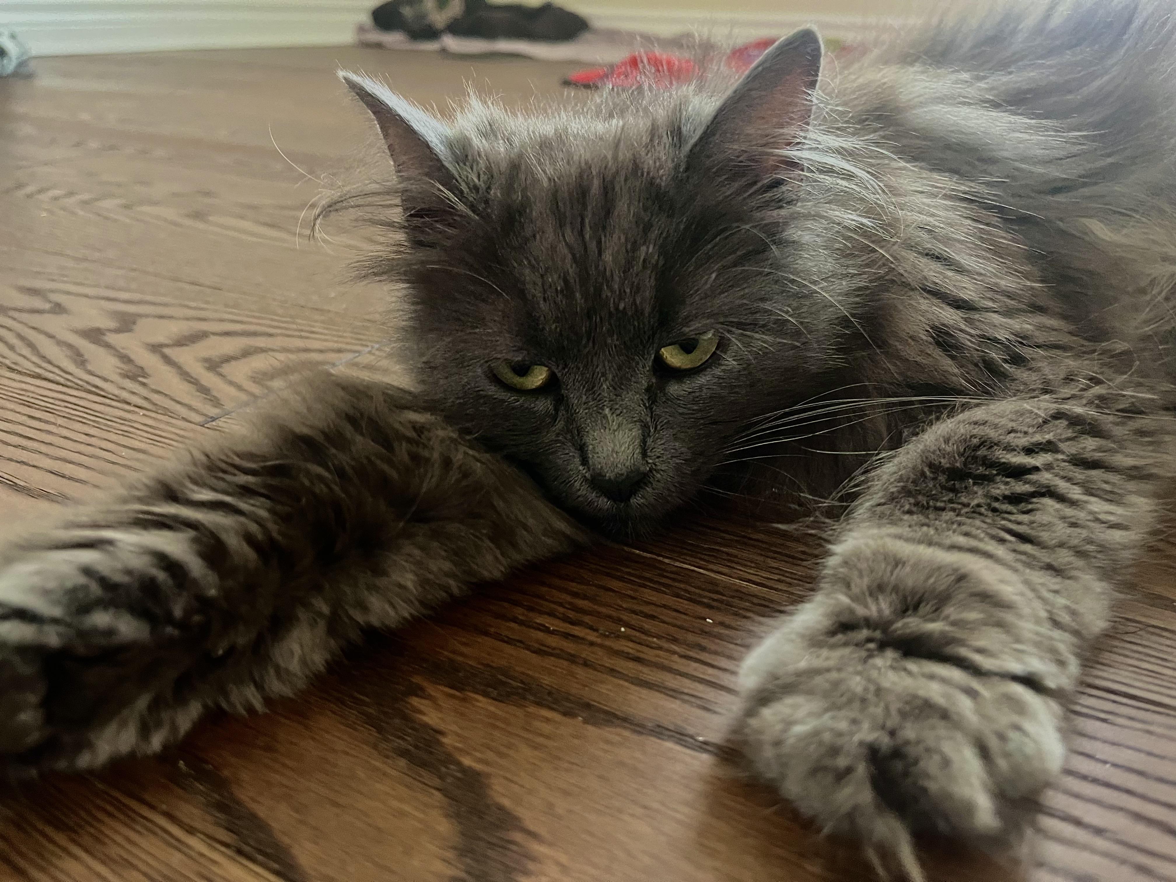 Marla, adopted, Adult Female Domestic Medium Hair.